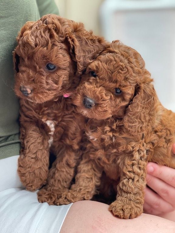 Cavoodle Puppies for Sale. Cavoodle for Sale. Teddy Bear Cavoodles is a Registered Ethical, Vet Audited Toy Cavoodle Dog Breeder in Sydney NSW RightPaw Verified