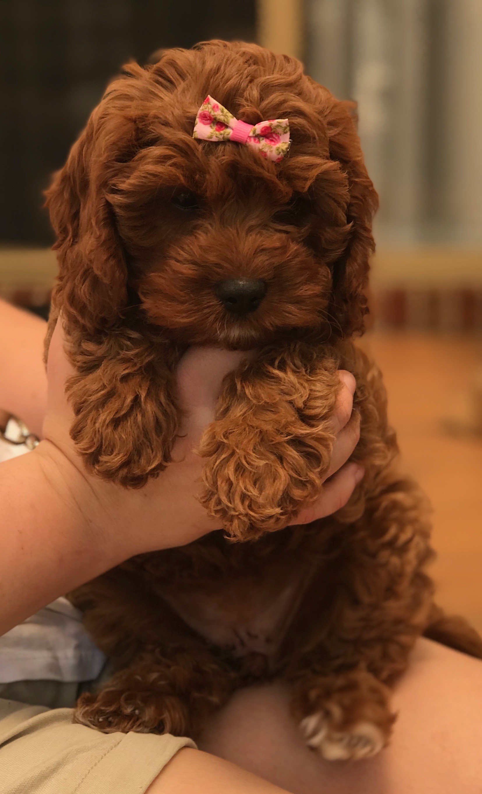 Cavoodle Puppies for Sale. Cavoodle for Sale. Teddy Bear Cavoodles is a Registered Ethical, Vet Audited Toy Cavoodle Dog Breeder in Sydney NSW RightPaw Verified
