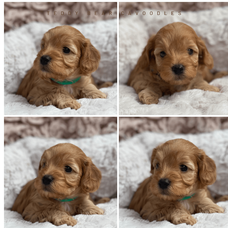 Cavoodle Puppies for Sale. Cavoodle for Sale. Teddy Bear Cavoodles is a Registered Ethical, Vet Audited Toy Cavoodle Dog Breeder in Sydney NSW RightPaw Verified