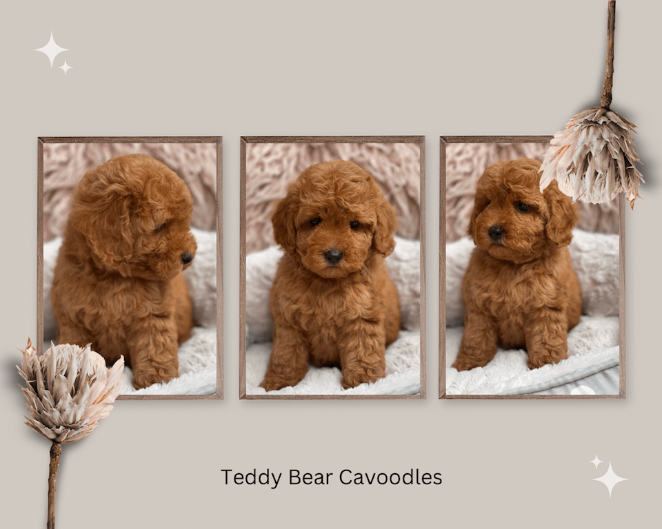 Cavoodle Puppies for Sale. Cavoodle for Sale. Teddy Bear Cavoodles is a Registered Ethical, Vet Audited Toy Cavoodle Dog Breeder in Sydney NSW RightPaw Verified