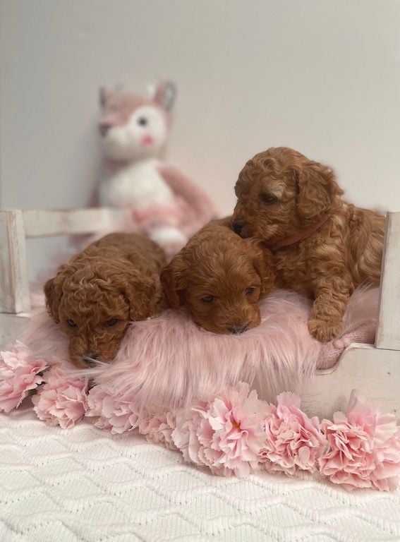 Cavoodle Puppies for Sale. Cavoodle for Sale. Teddy Bear Cavoodles is a Registered Ethical, Vet Audited Toy Cavoodle Dog Breeder in Sydney NSW RightPaw Verified