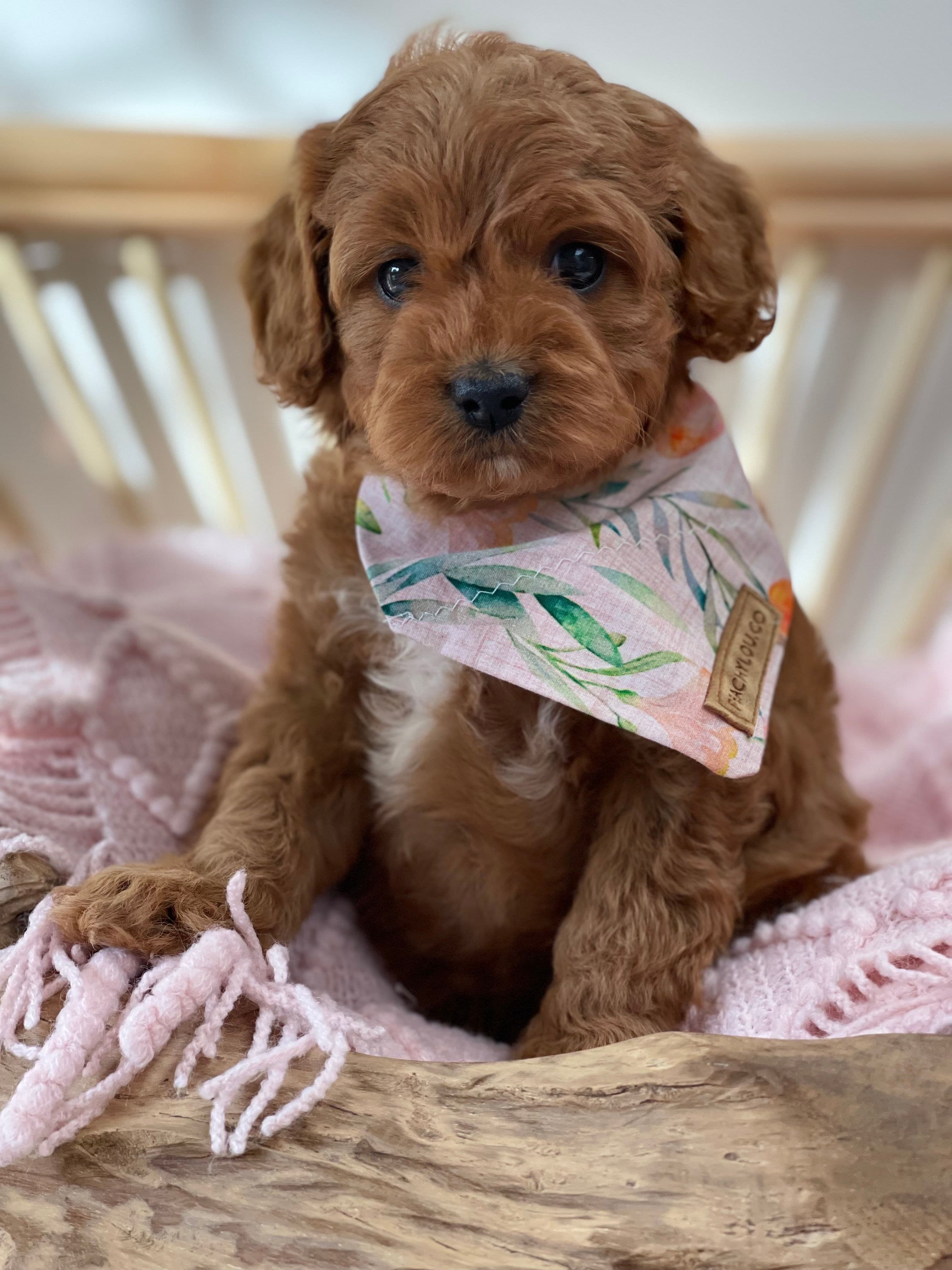 Cavoodle Puppies for Sale. Cavoodle for Sale. Teddy Bear Cavoodles is a Registered Ethical, Vet Audited Toy Cavoodle Dog Breeder in Sydney NSW RightPaw Verified