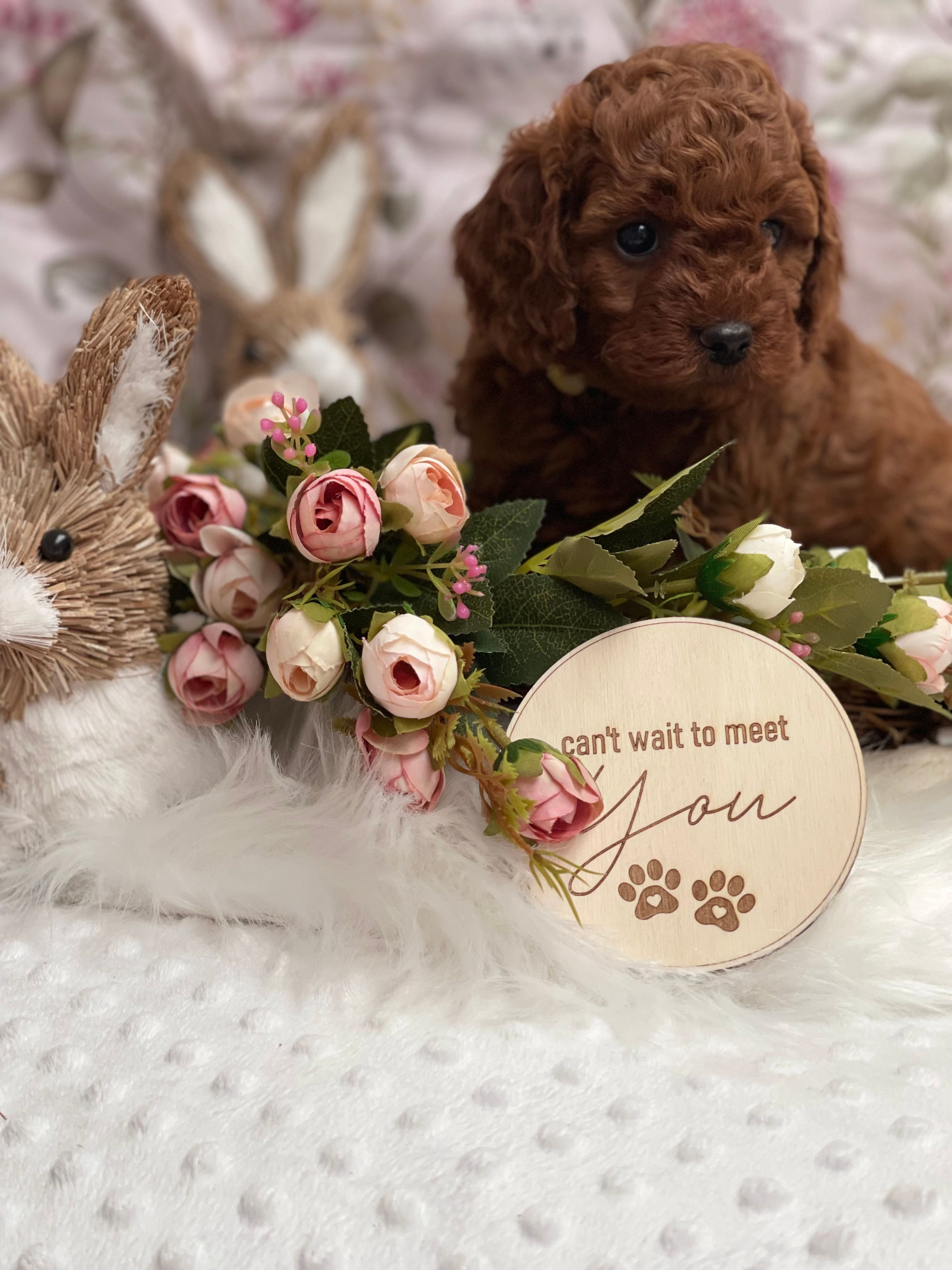 Cavoodle Puppies for Sale. Cavoodle for Sale. Teddy Bear Cavoodles is a Registered Ethical, Vet Audited Toy Cavoodle Dog Breeder in Sydney NSW RightPaw Verified