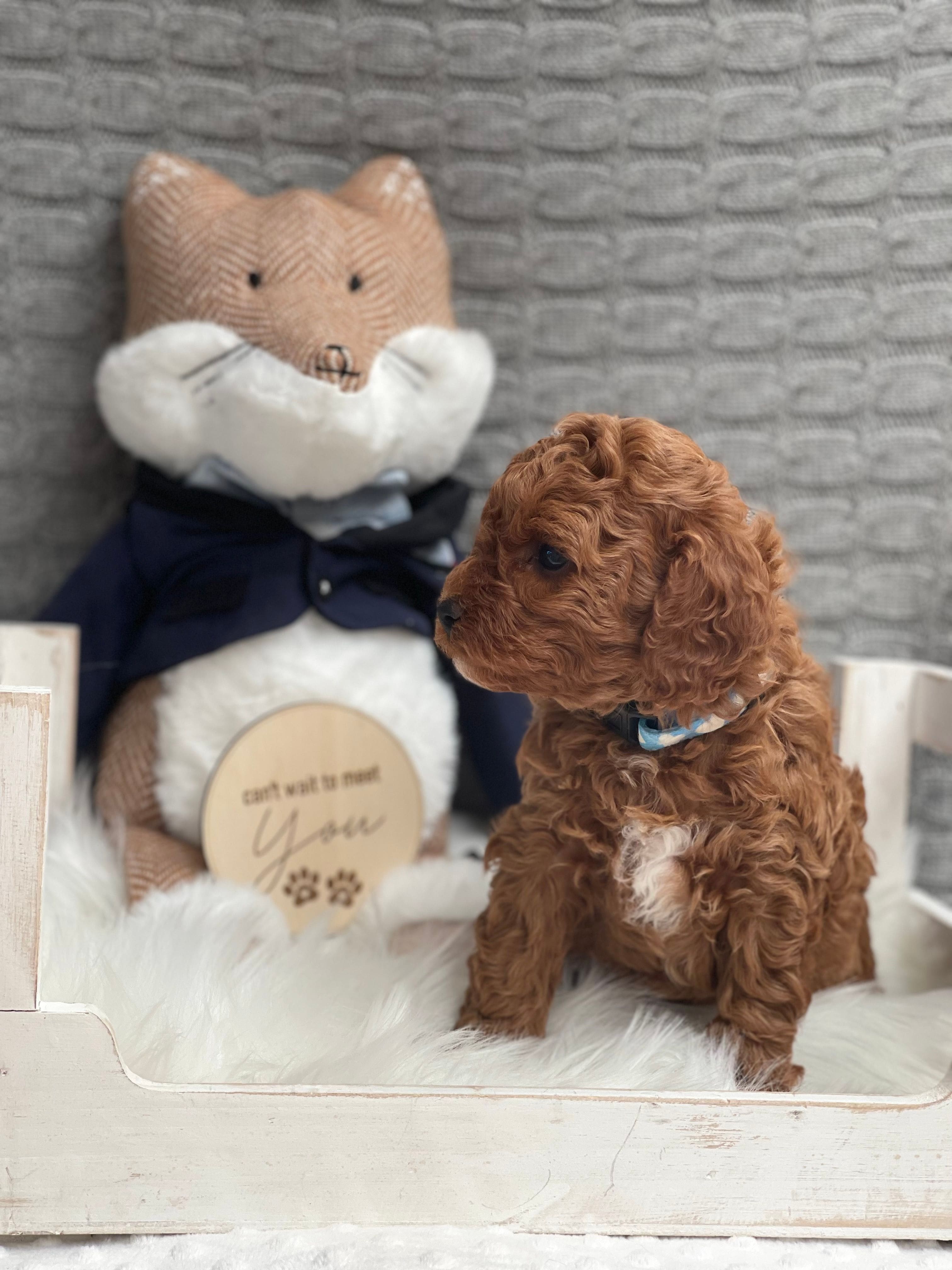 Cavoodle Puppies for Sale. Cavoodle for Sale. Teddy Bear Cavoodles is a Registered Ethical, Vet Audited Toy Cavoodle Dog Breeder in Sydney NSW RightPaw Verified