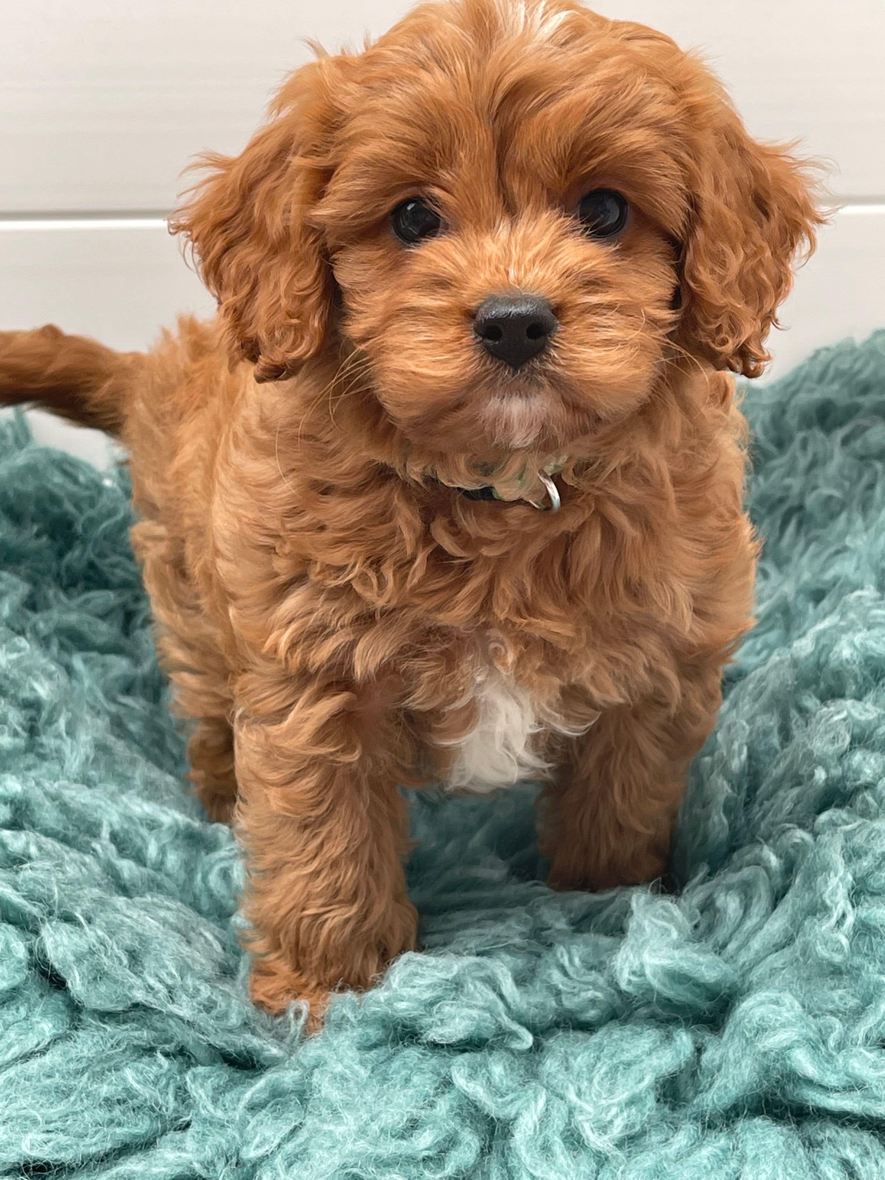 Cavoodle Puppies for Sale. Cavoodle for Sale. Teddy Bear Cavoodles is a Registered Ethical, Vet Audited Toy Cavoodle Dog Breeder in Sydney NSW RightPaw Verified