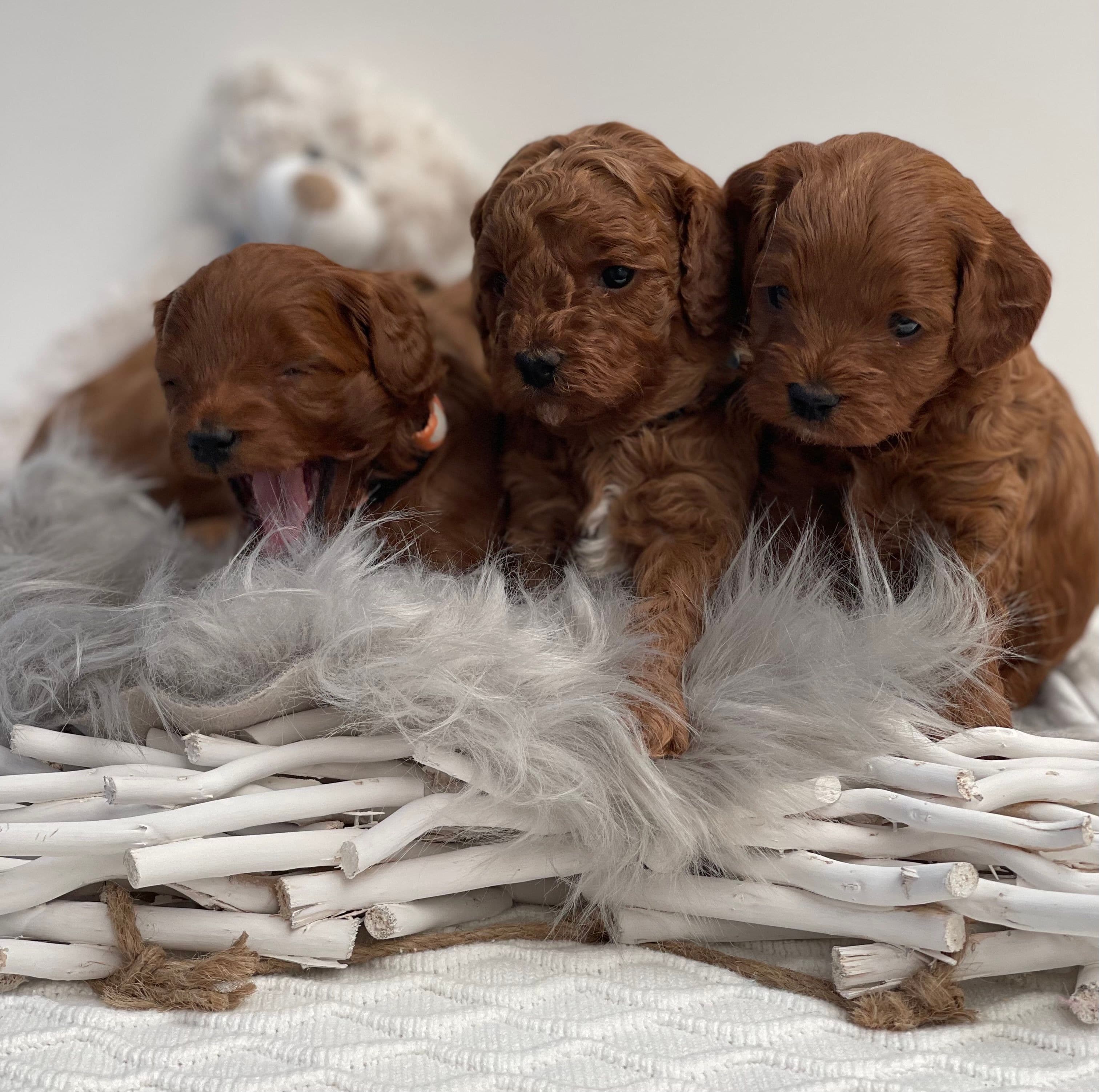 Cavoodle Puppies for Sale. Cavoodle for Sale. Teddy Bear Cavoodles is a Registered Ethical, Vet Audited Toy Cavoodle Dog Breeder in Sydney NSW RightPaw Verified