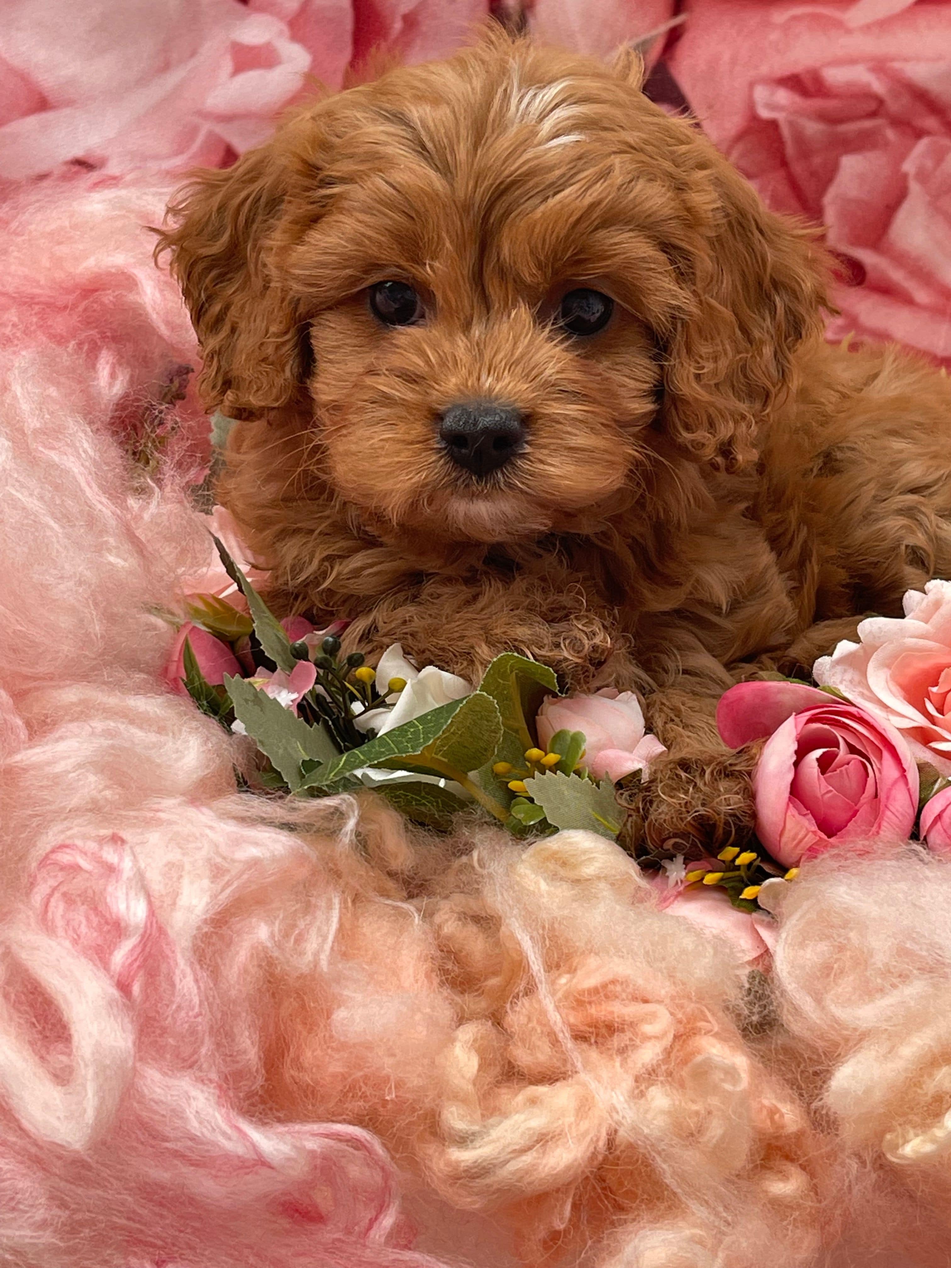 Cavoodle Puppies for Sale. Cavoodle for Sale. Teddy Bear Cavoodles is a Registered Ethical, Vet Audited Toy Cavoodle Dog Breeder in Sydney NSW RightPaw Verified