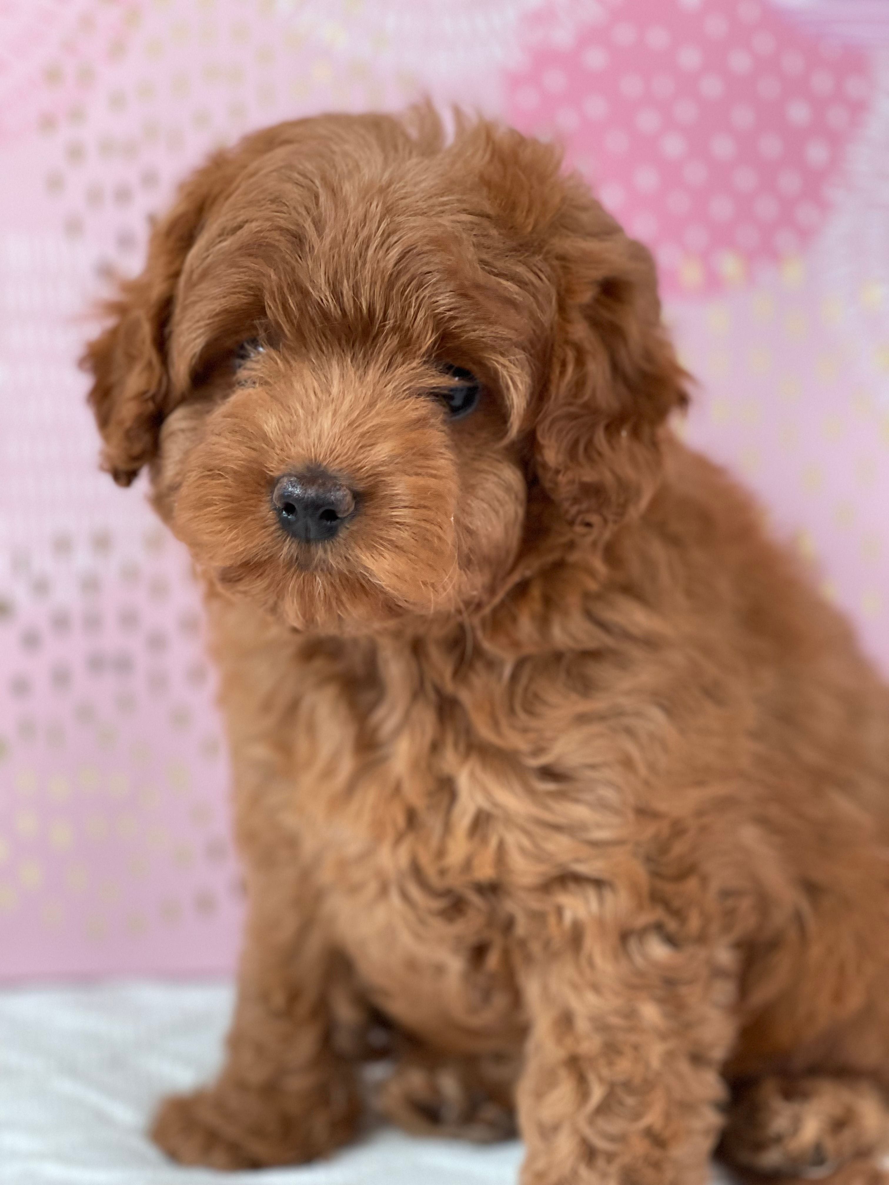 Cavoodle Puppies for Sale. Cavoodle for Sale. Teddy Bear Cavoodles is a Registered Ethical, Vet Audited Toy Cavoodle Dog Breeder in Sydney NSW RightPaw Verified