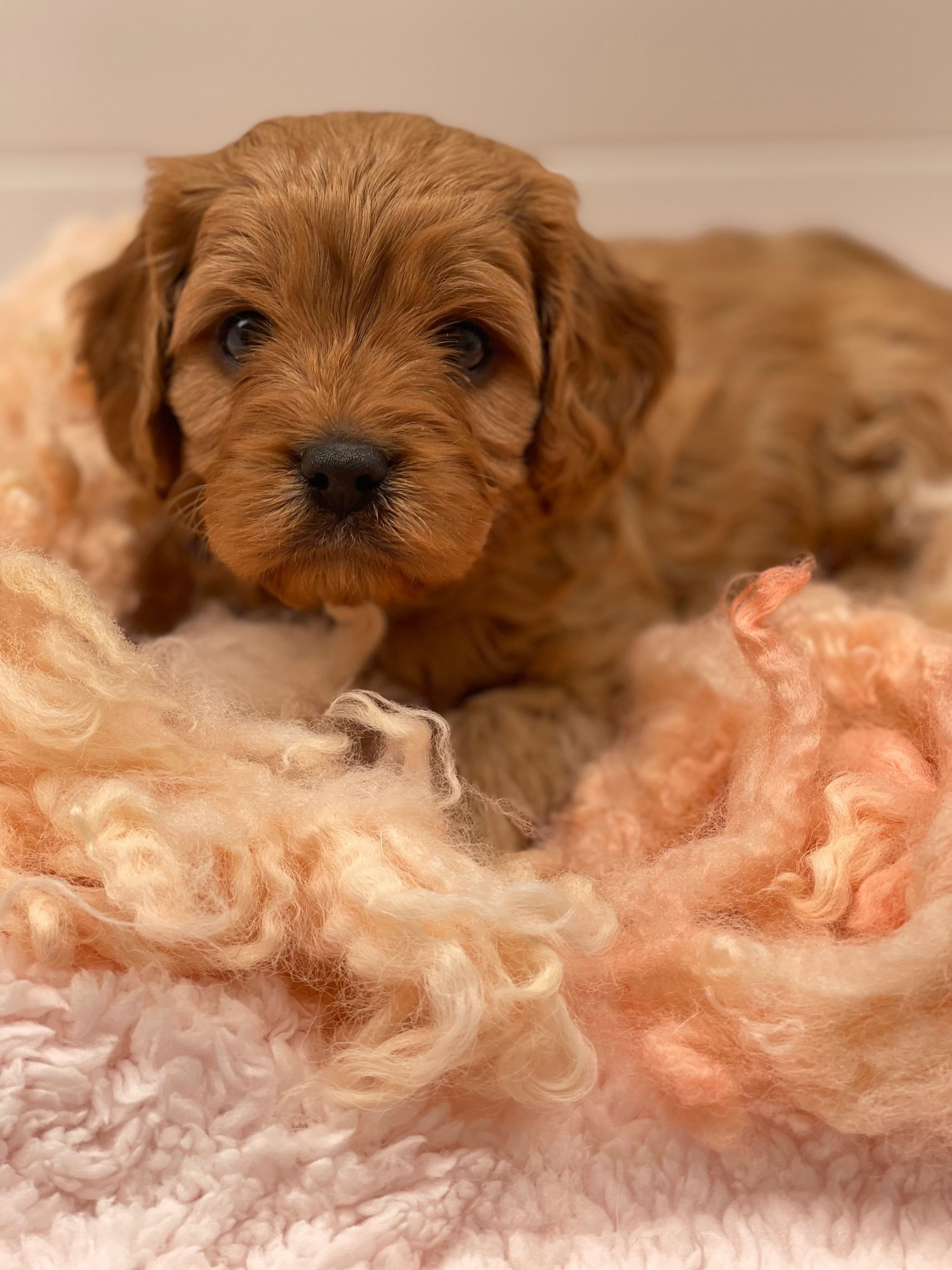 Cavoodle Puppies for Sale. Cavoodle for Sale. Teddy Bear Cavoodles is a Registered Ethical, Vet Audited Toy Cavoodle Dog Breeder in Sydney NSW RightPaw Verified