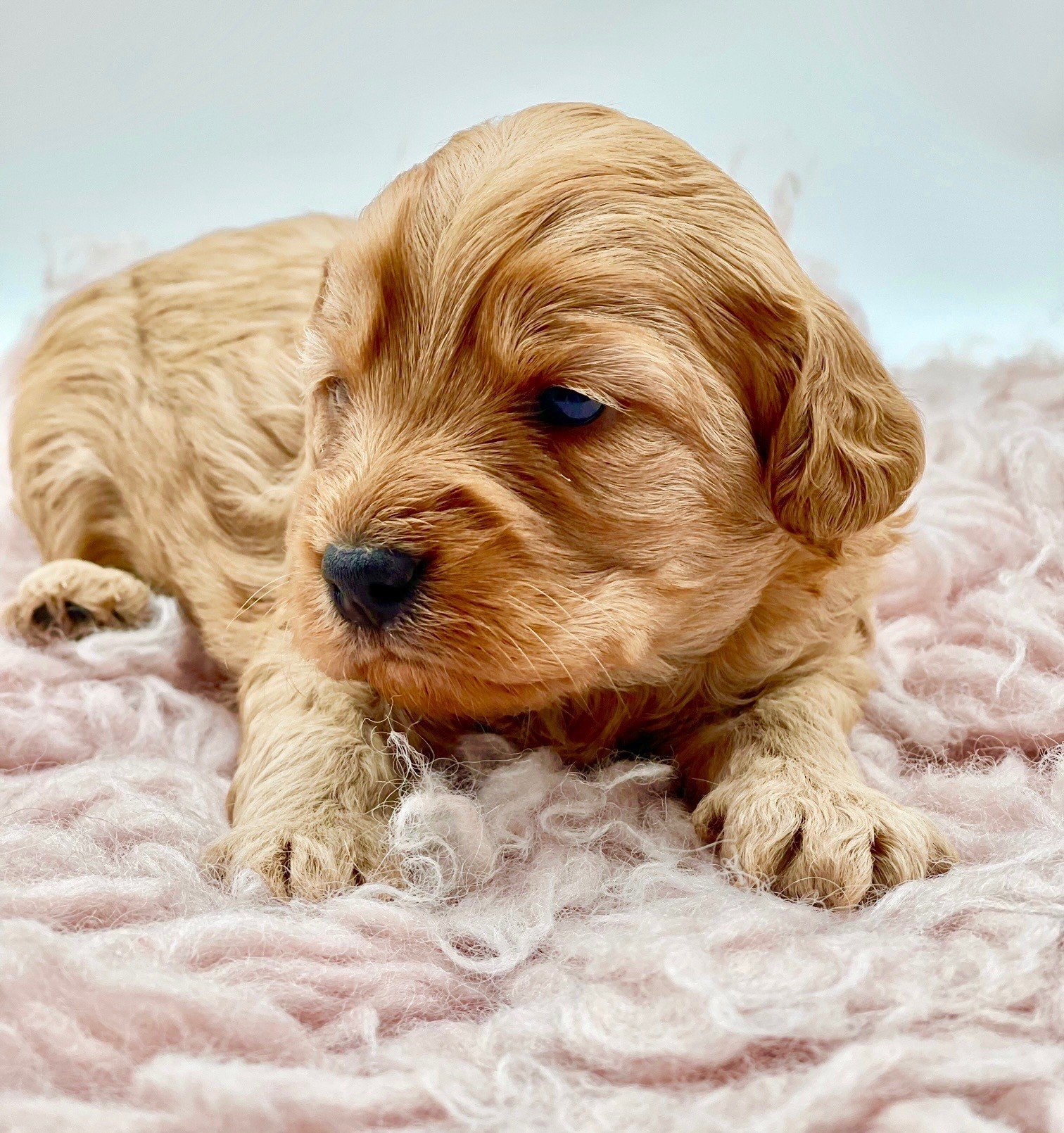 Cavoodle Puppies for Sale. Cavoodle for Sale. Teddy Bear Cavoodles is a Registered Ethical, Vet Audited Toy Cavoodle Dog Breeder in Sydney NSW RightPaw Verified