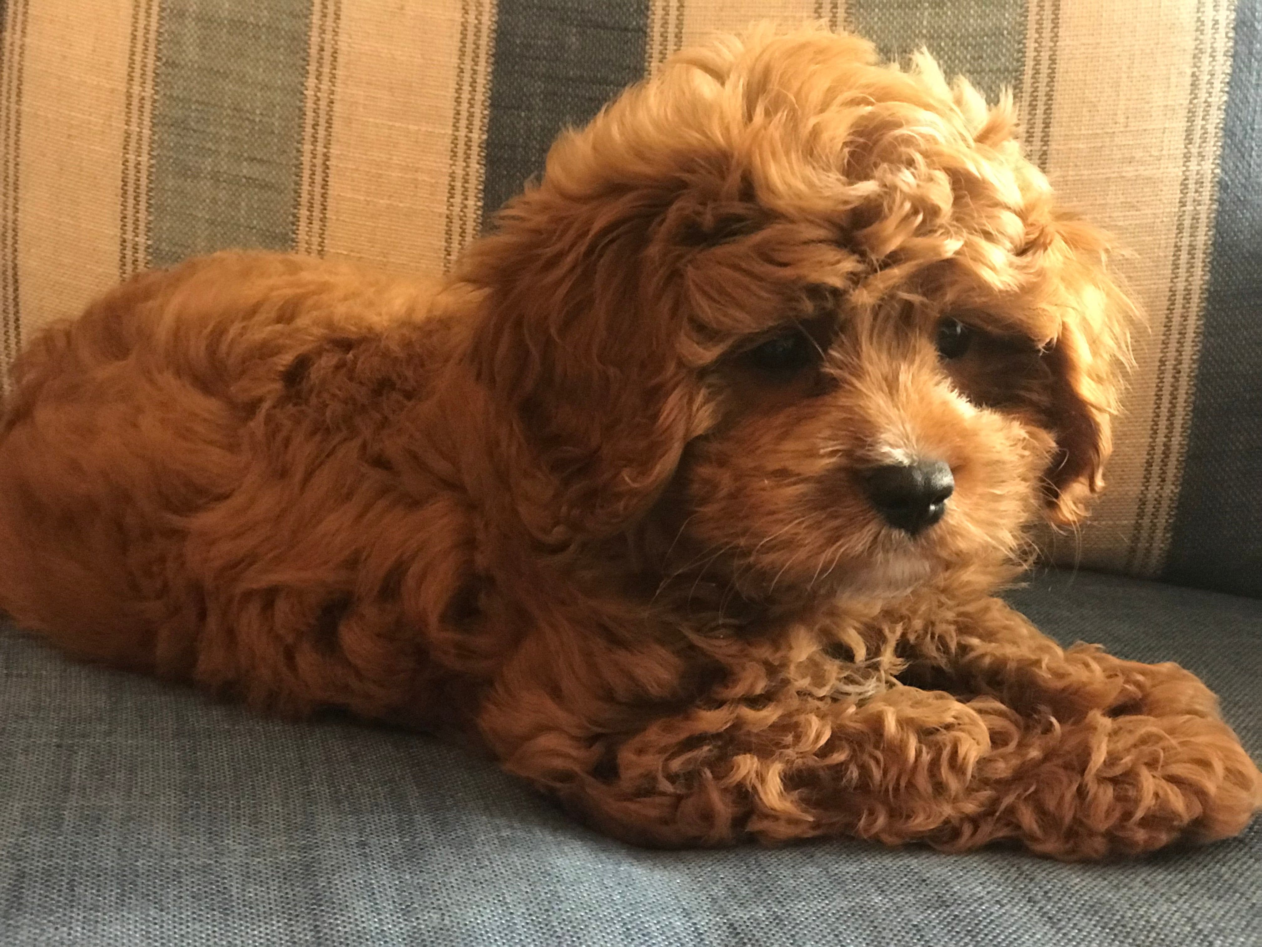 Cavoodle Puppies for Sale. Cavoodle for Sale. Teddy Bear Cavoodles is a Registered Ethical, Vet Audited Toy Cavoodle Dog Breeder in Sydney NSW RightPaw Verified