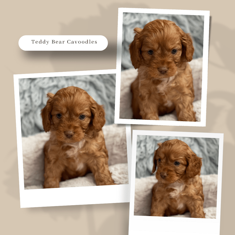 Cavoodle Puppies for Sale. Cavoodle for Sale. Teddy Bear Cavoodles is a Registered Ethical, Vet Audited Toy Cavoodle Dog Breeder in Sydney NSW RightPaw Verified