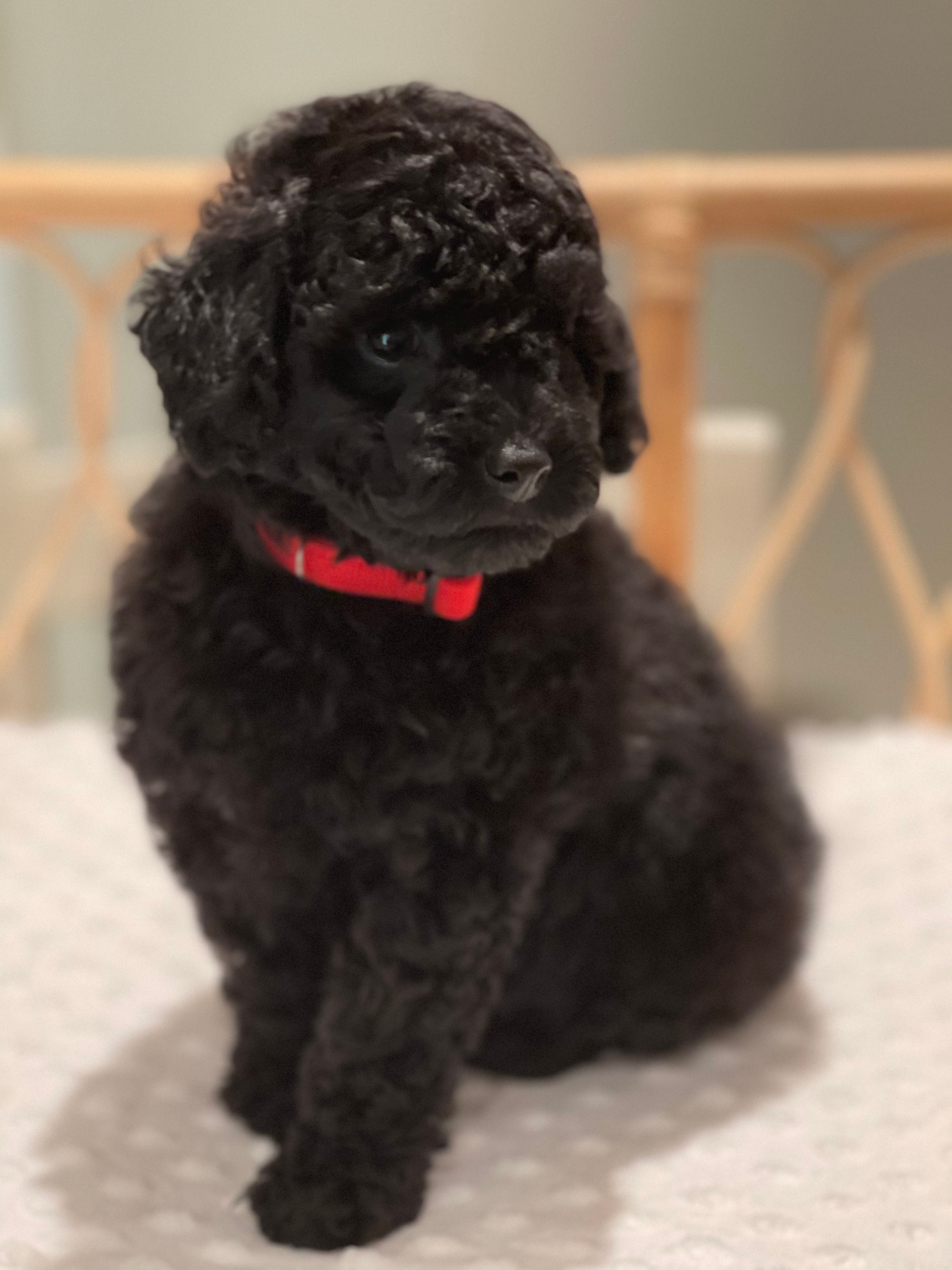 Cavoodle Puppies for Sale. Cavoodle for Sale. Teddy Bear Cavoodles is a Registered Ethical, Vet Audited Toy Cavoodle Dog Breeder in Sydney NSW RightPaw Verified