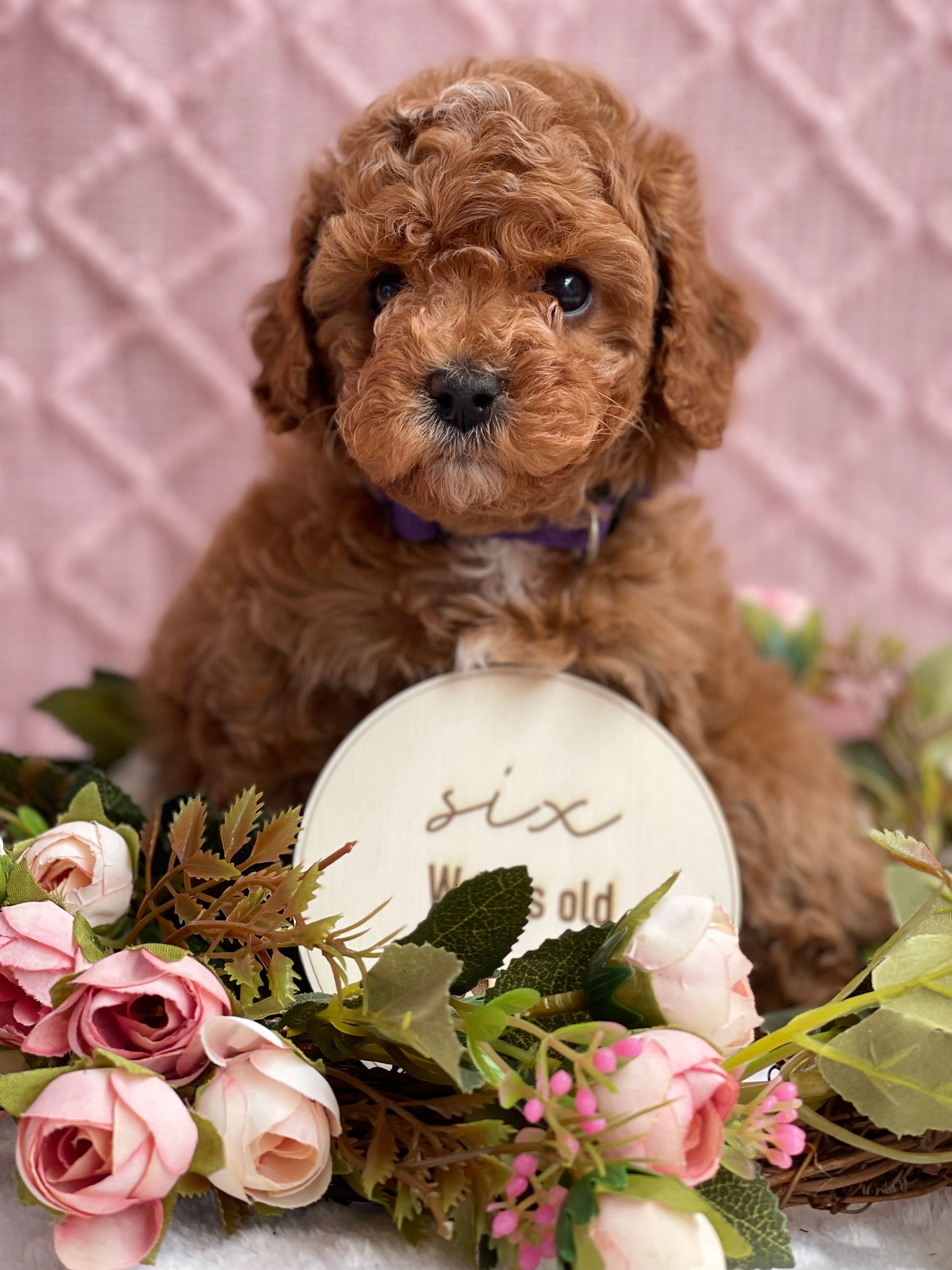 Cavoodle Puppies for Sale. Cavoodle for Sale. Teddy Bear Cavoodles is a Registered Ethical, Vet Audited Toy Cavoodle Dog Breeder in Sydney NSW RightPaw Verified