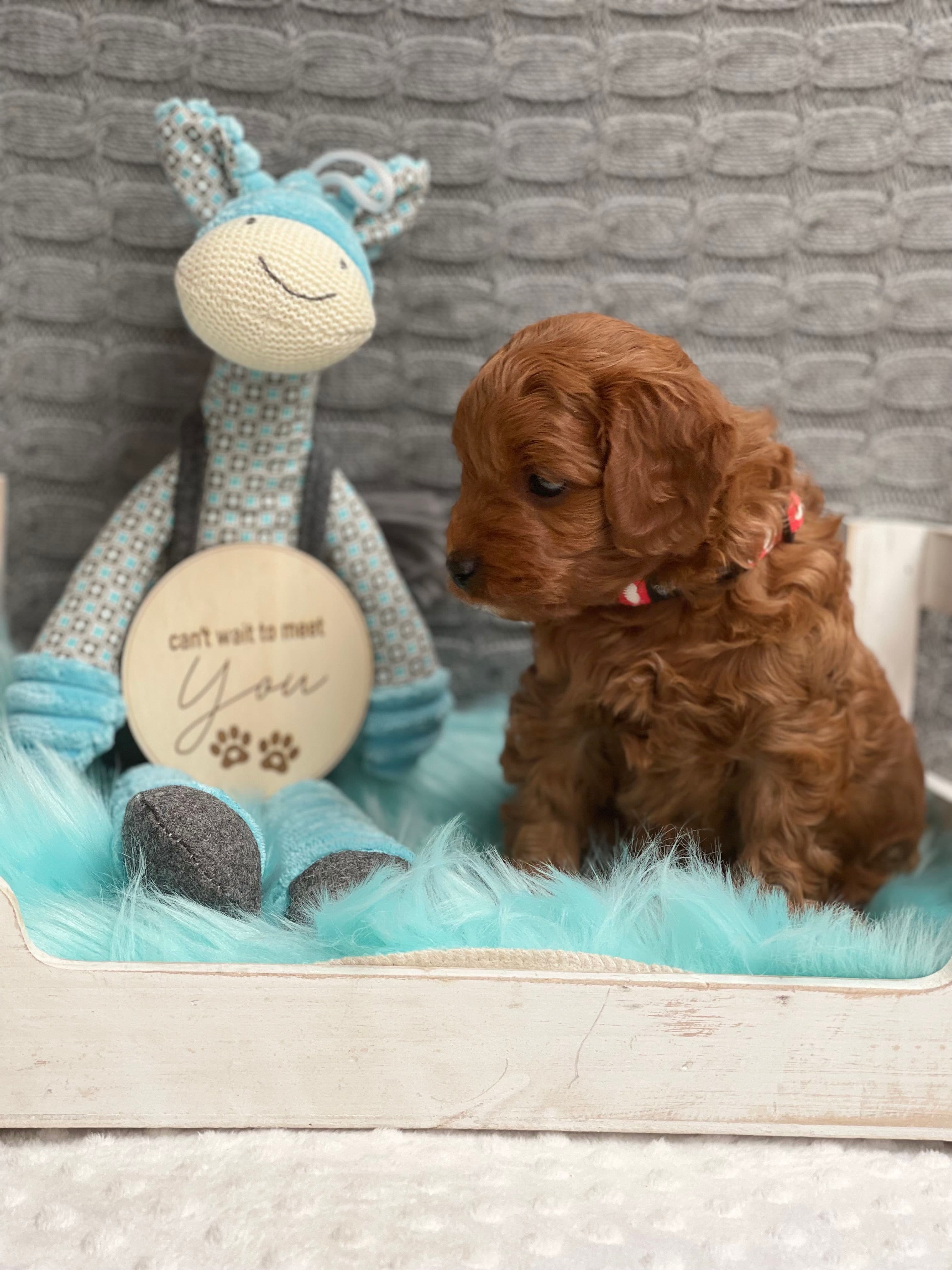 Cavoodle Puppies for Sale. Cavoodle for Sale. Teddy Bear Cavoodles is a Registered Ethical, Vet Audited Toy Cavoodle Dog Breeder in Sydney NSW RightPaw Verified