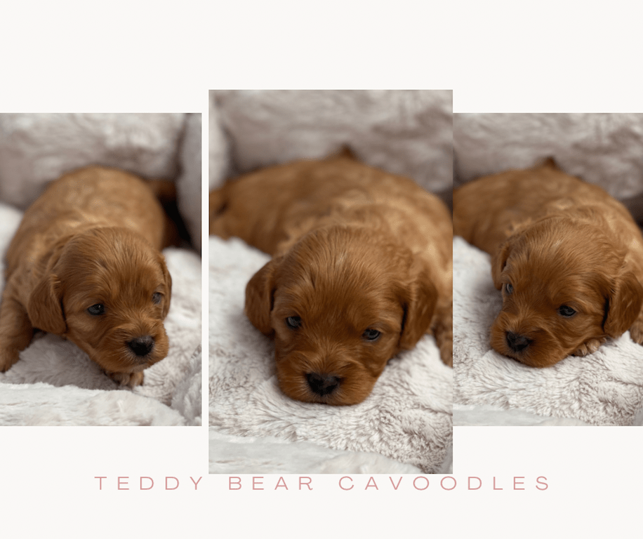 Cavoodle Puppies for Sale. Cavoodle for Sale. Teddy Bear Cavoodles is a Registered Ethical, Vet Audited Toy Cavoodle Dog Breeder in Sydney NSW RightPaw Verified