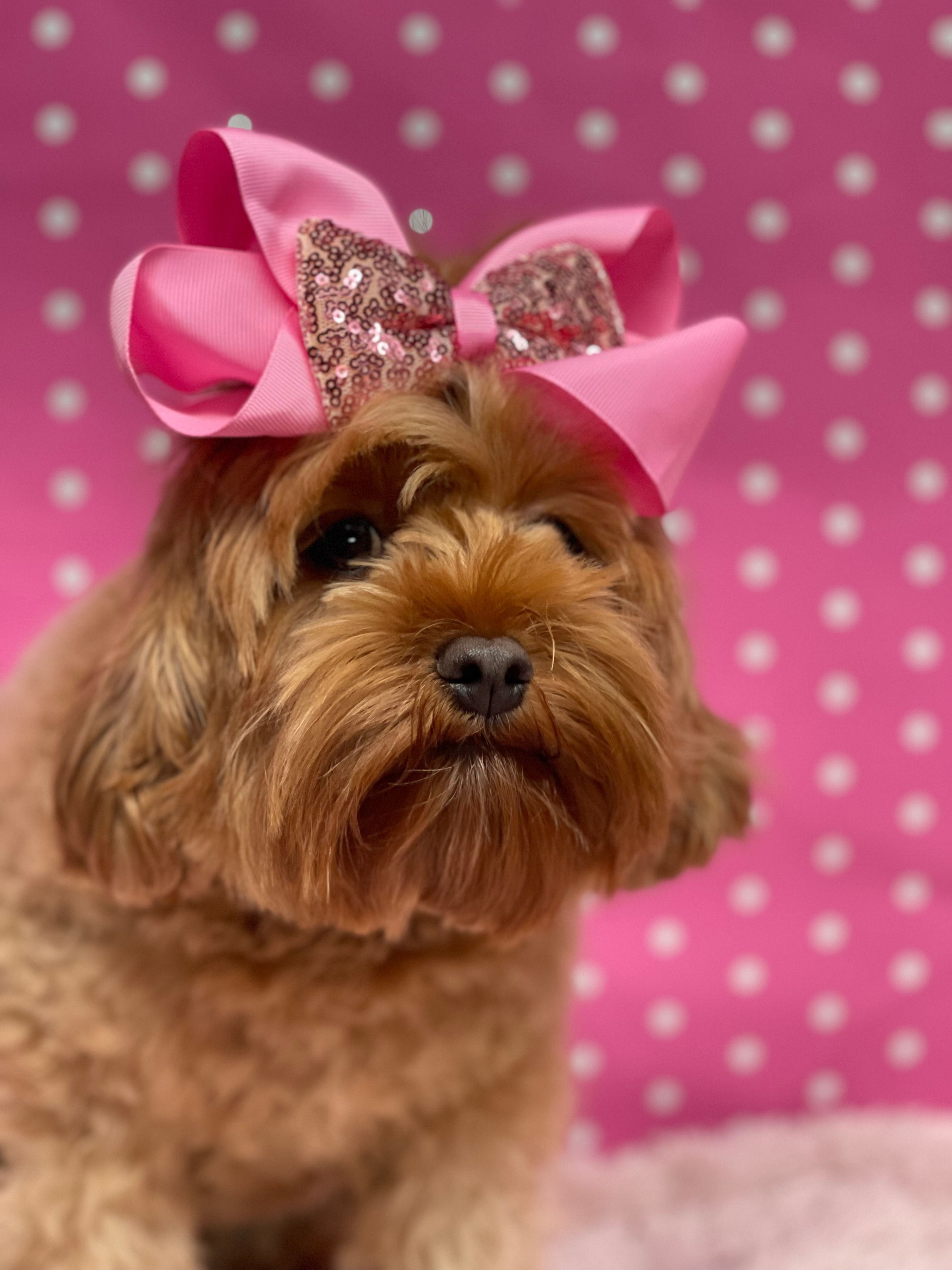 Cavoodle Puppies for Sale. Cavoodle for Sale. Teddy Bear Cavoodles is a Registered Ethical, Vet Audited Toy Cavoodle Dog Breeder in Sydney NSW RightPaw Verified