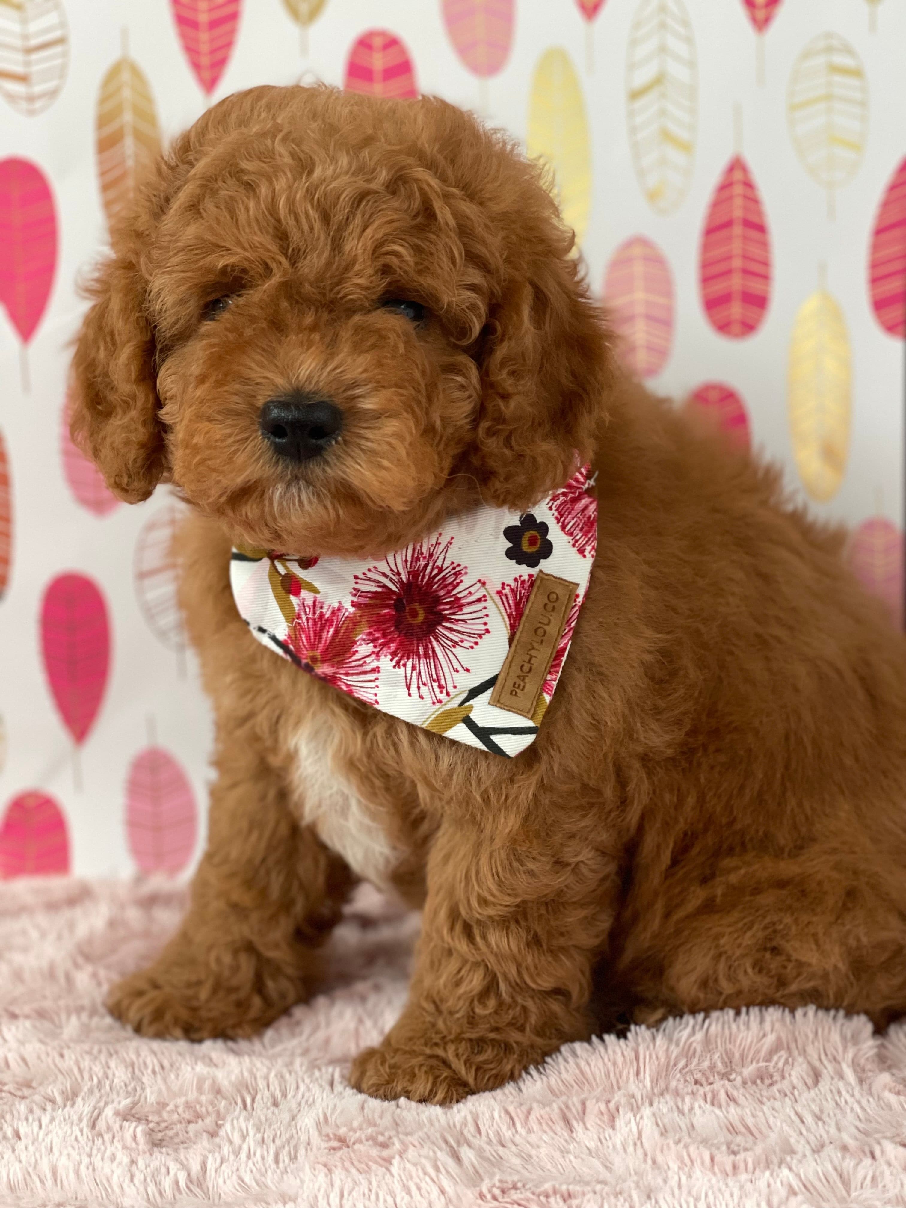 Cavoodle Puppies for Sale. Cavoodle for Sale. Teddy Bear Cavoodles is a Registered Ethical, Vet Audited Toy Cavoodle Dog Breeder in Sydney NSW RightPaw Verified