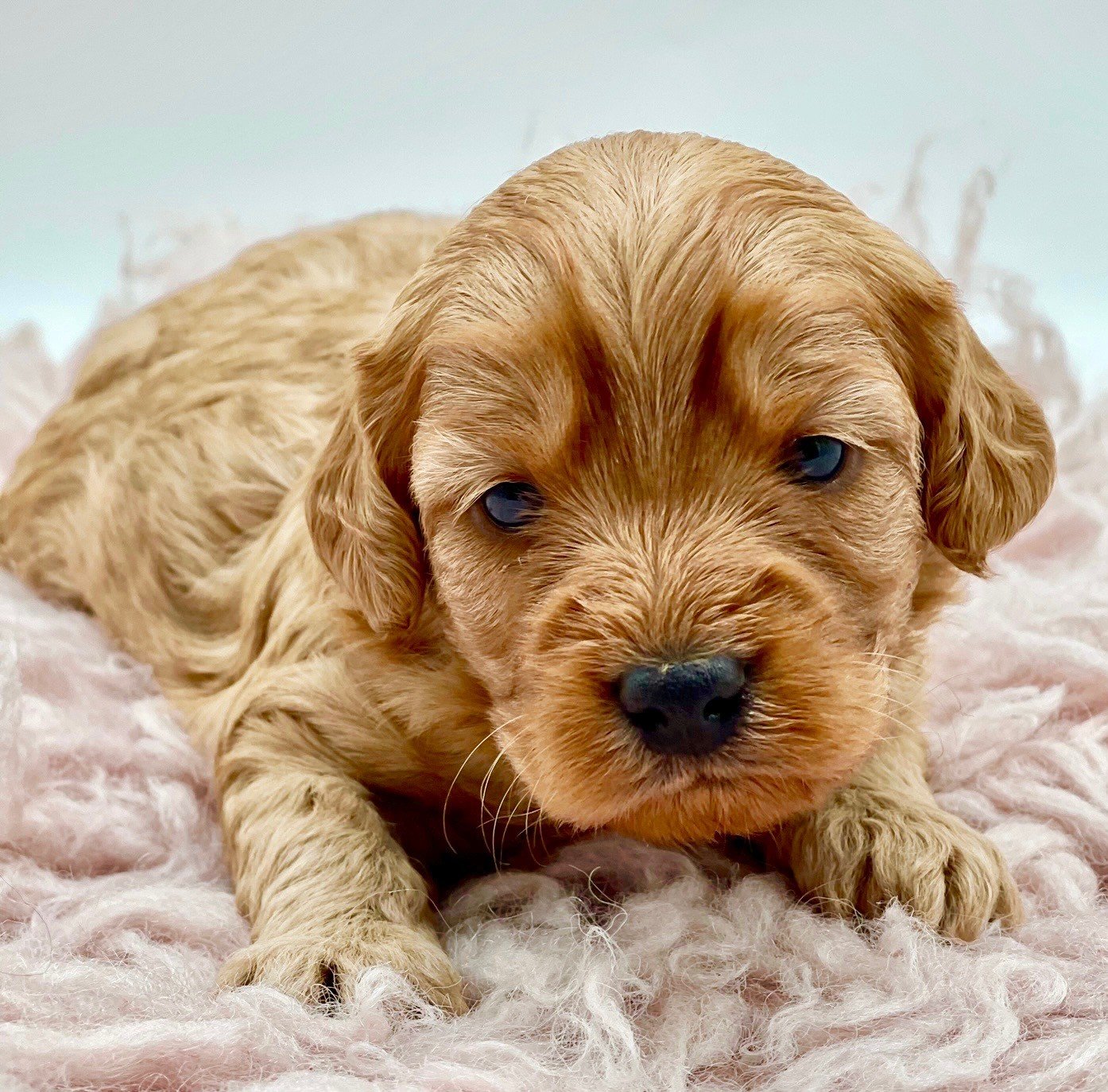 Cavoodle Puppies for Sale. Cavoodle for Sale. Teddy Bear Cavoodles is a Registered Ethical, Vet Audited Toy Cavoodle Dog Breeder in Sydney NSW RightPaw Verified