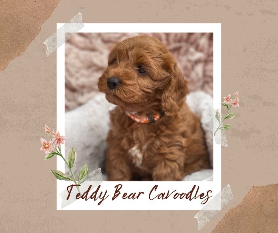 Cavoodle Puppies for Sale. Cavoodle for Sale. Teddy Bear Cavoodles is a Registered Ethical, Vet Audited Toy Cavoodle Dog Breeder in Sydney NSW RightPaw Verified