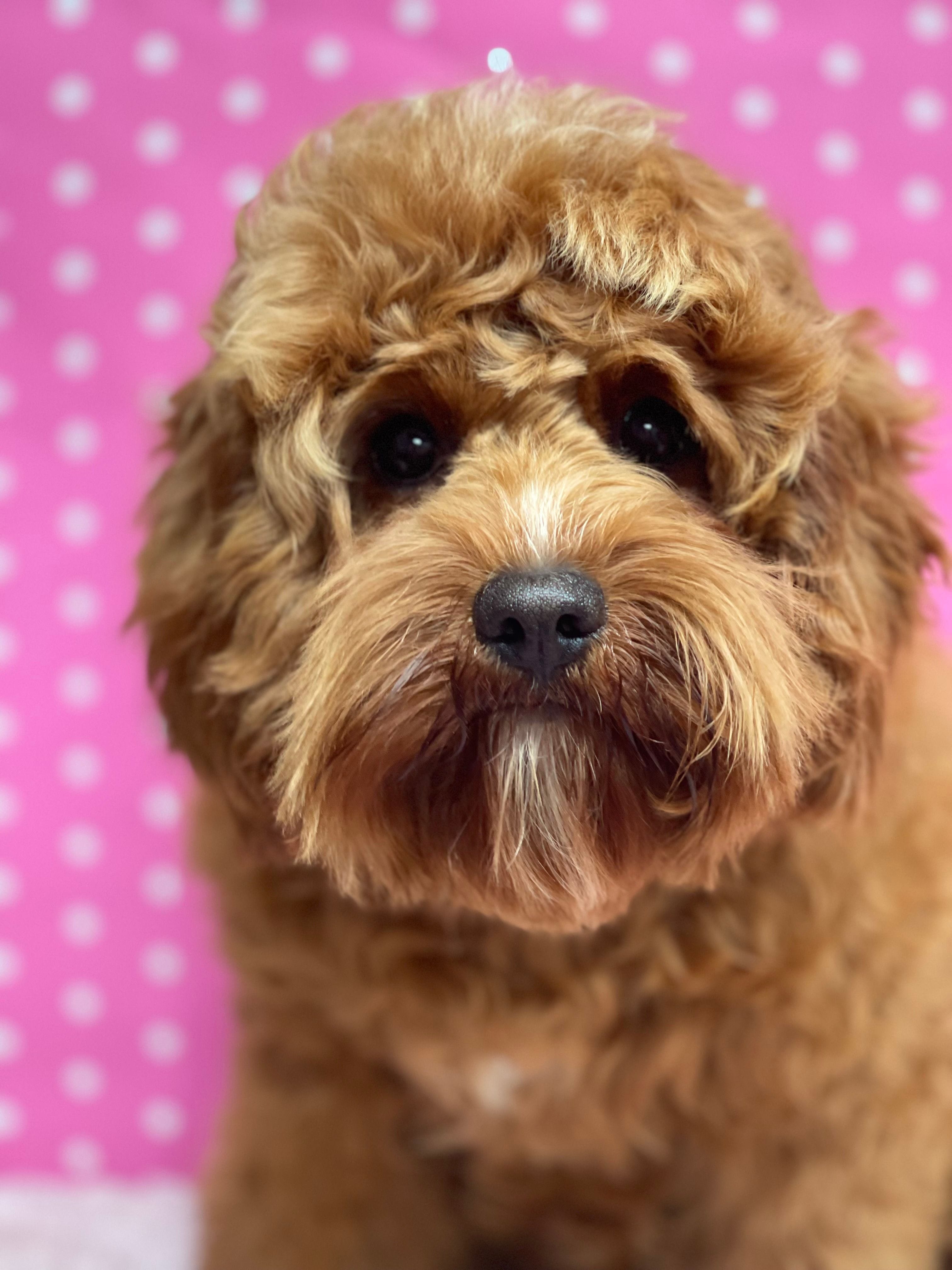 Cavoodle Puppies for Sale. Cavoodle for Sale. Teddy Bear Cavoodles is a Registered Ethical, Vet Audited Toy Cavoodle Dog Breeder in Sydney NSW RightPaw Verified