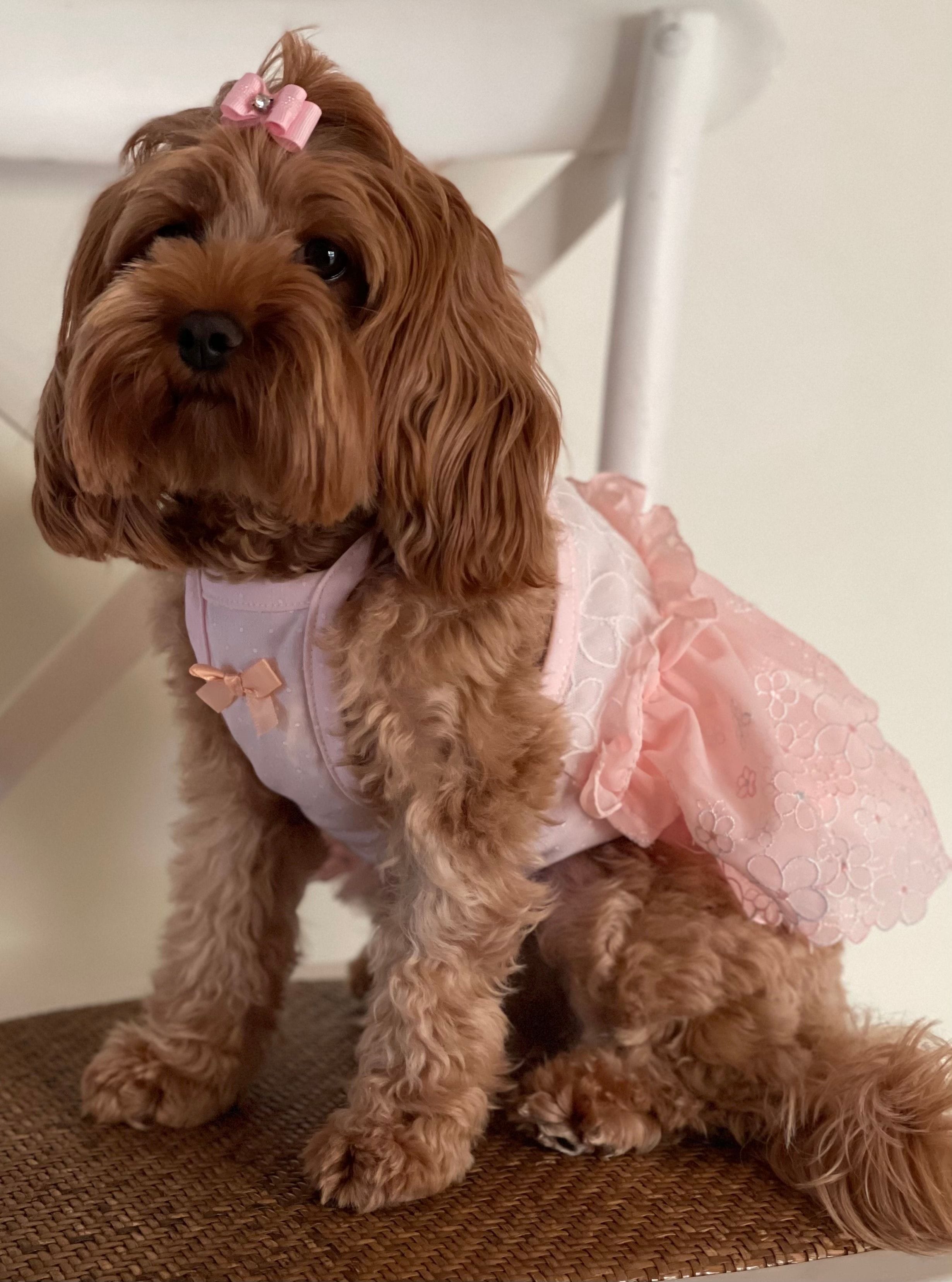 Cavoodle Puppies for Sale. Cavoodle for Sale. Teddy Bear Cavoodles is a Registered Ethical, Vet Audited Toy Cavoodle Dog Breeder in Sydney NSW RightPaw Verified