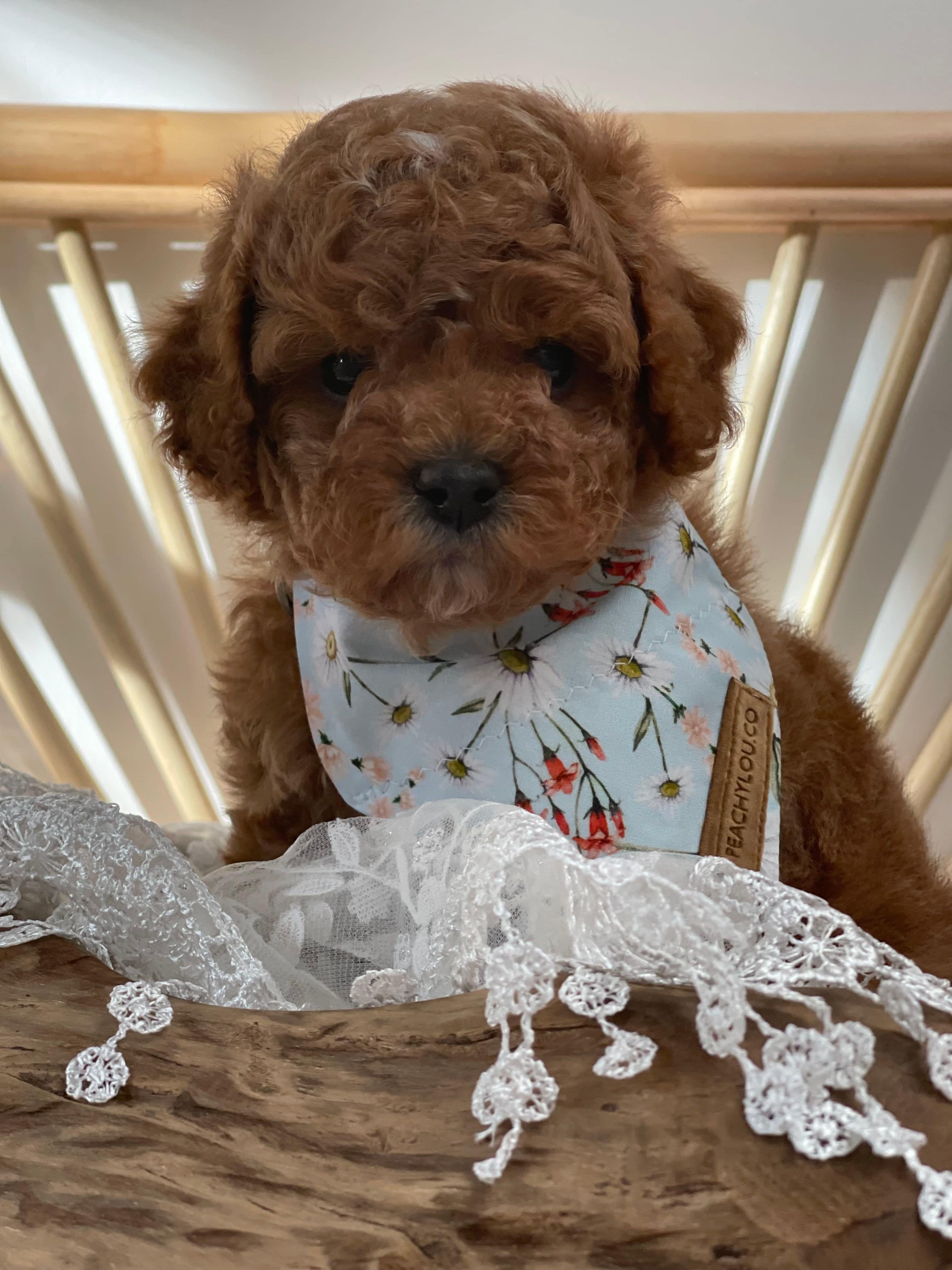 Cavoodle Puppies for Sale. Cavoodle for Sale. Teddy Bear Cavoodles is a Registered Ethical, Vet Audited Toy Cavoodle Dog Breeder in Sydney NSW RightPaw Verified