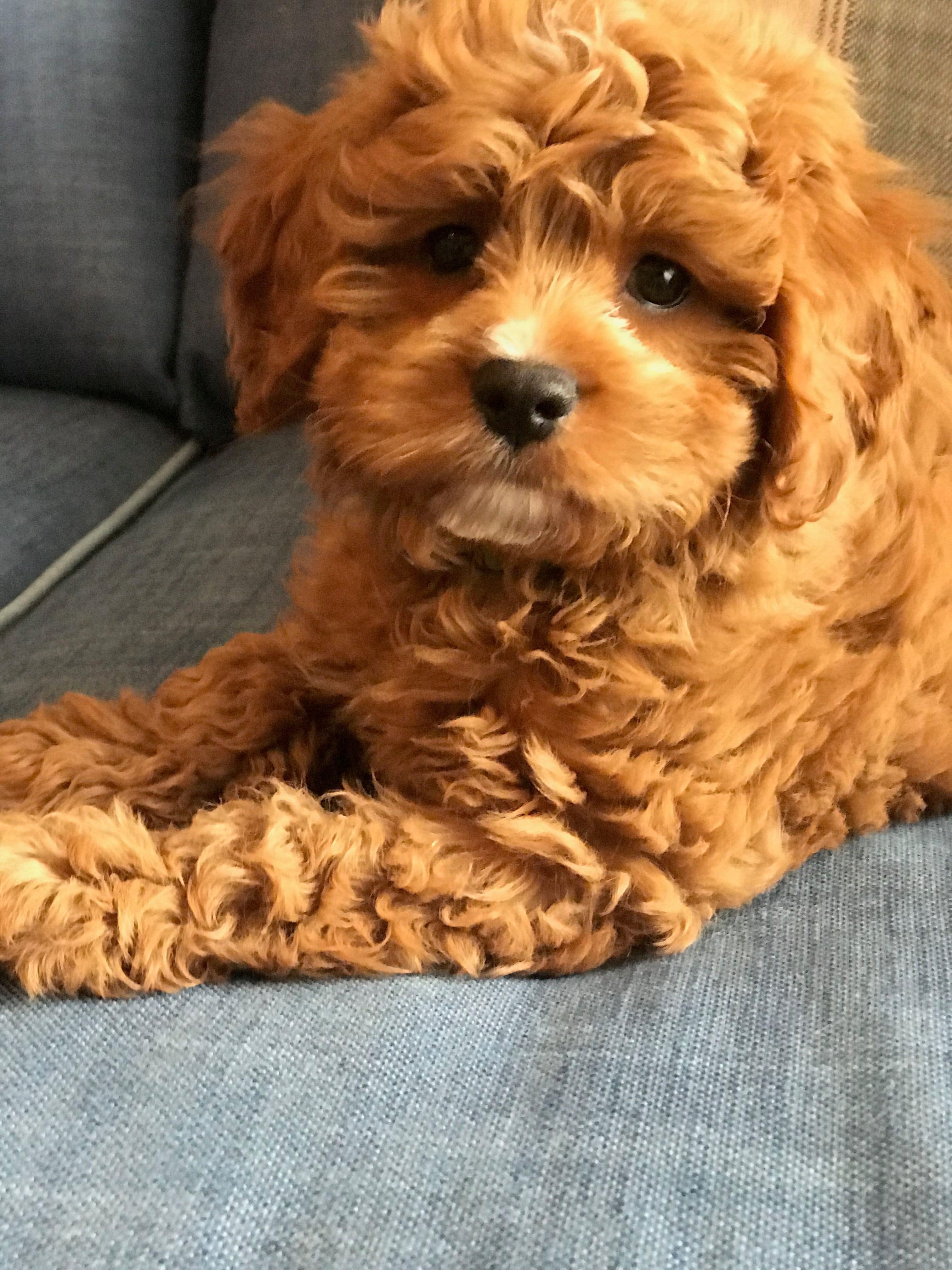 Cavoodle Puppies for Sale. Cavoodle for Sale. Teddy Bear Cavoodles is a Registered Ethical, Vet Audited Toy Cavoodle Dog Breeder in Sydney NSW RightPaw Verified