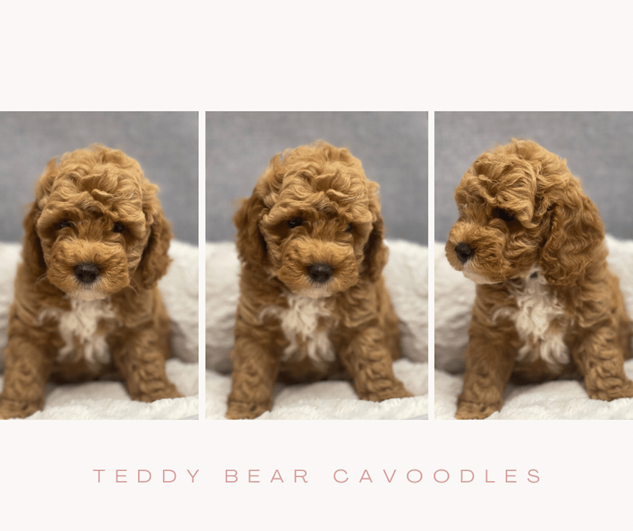 Cavoodle Puppies for Sale. Cavoodle for Sale. Teddy Bear Cavoodles is a Registered Ethical, Vet Audited Toy Cavoodle Dog Breeder in Sydney NSW RightPaw Verified