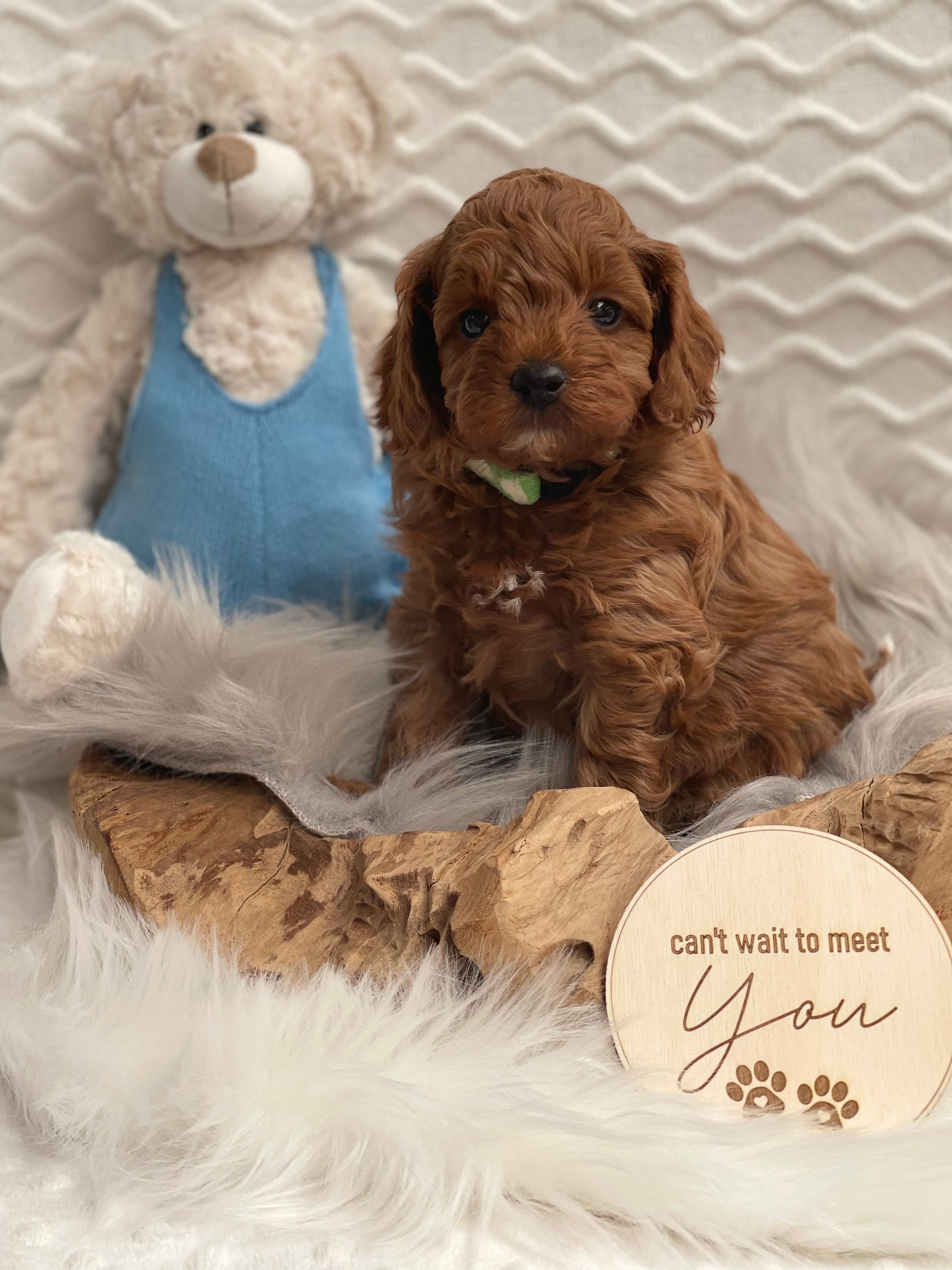 We are Cavoodle Breeders & Toy Poodle Breeders in Sydney NSW. Our Puppies are loved and cared for by our family. Each puppy for sale has their own loving nature
