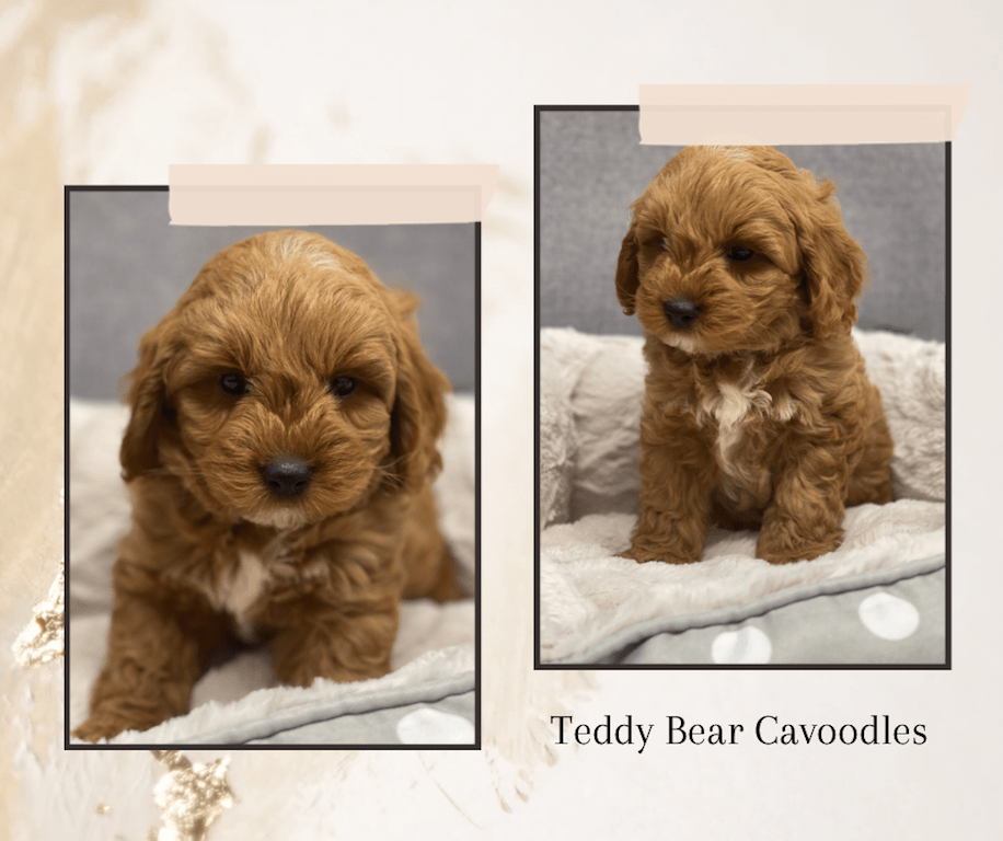 Cavoodle Puppies for Sale. Cavoodle for Sale. Teddy Bear Cavoodles is a Registered Ethical, Vet Audited Toy Cavoodle Dog Breeder in Sydney NSW RightPaw Verified