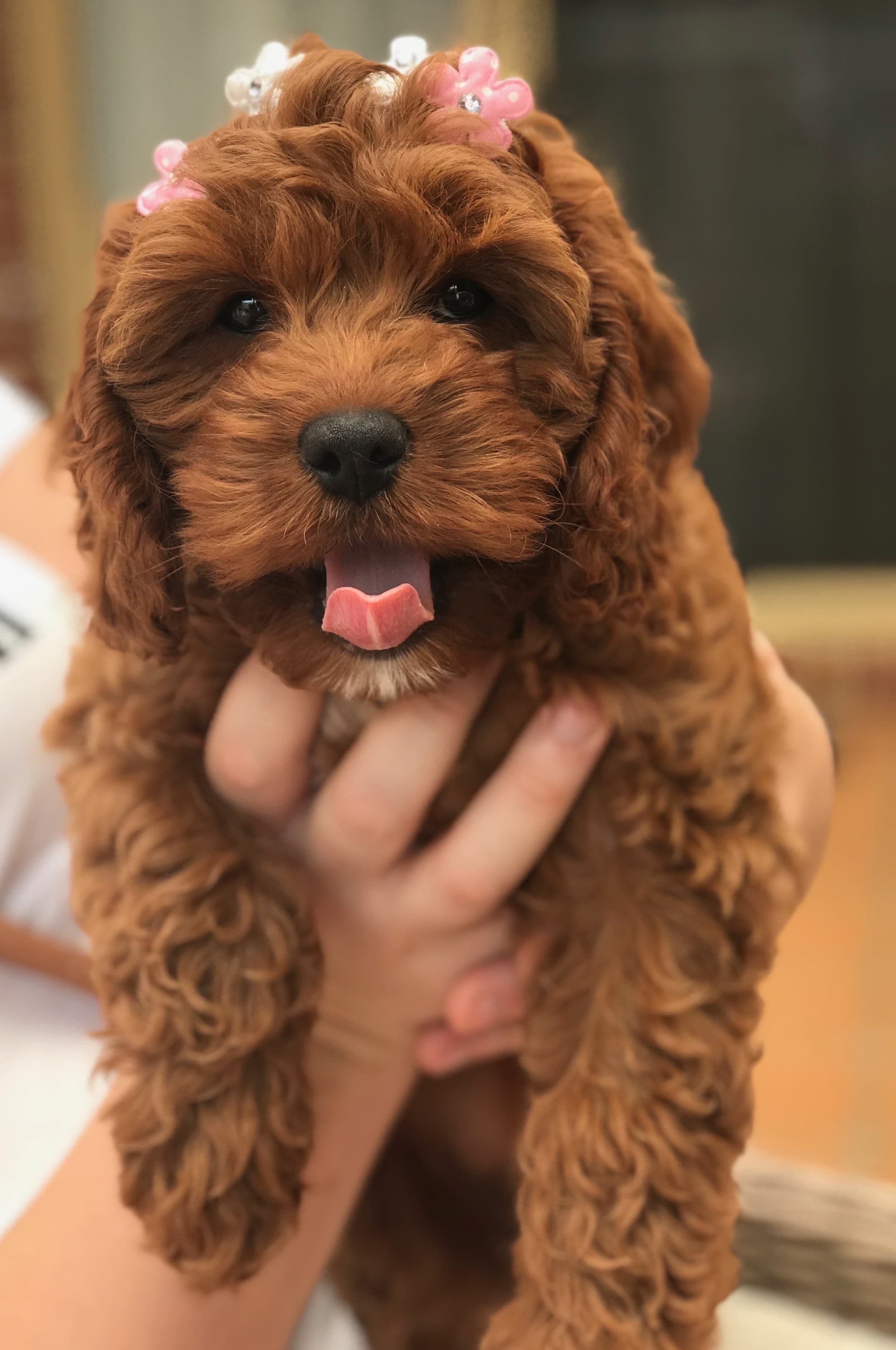 Cavoodle Puppies for Sale. Cavoodle for Sale. Teddy Bear Cavoodles is a Registered Ethical, Vet Audited Toy Cavoodle Dog Breeder in Sydney NSW RightPaw Verified