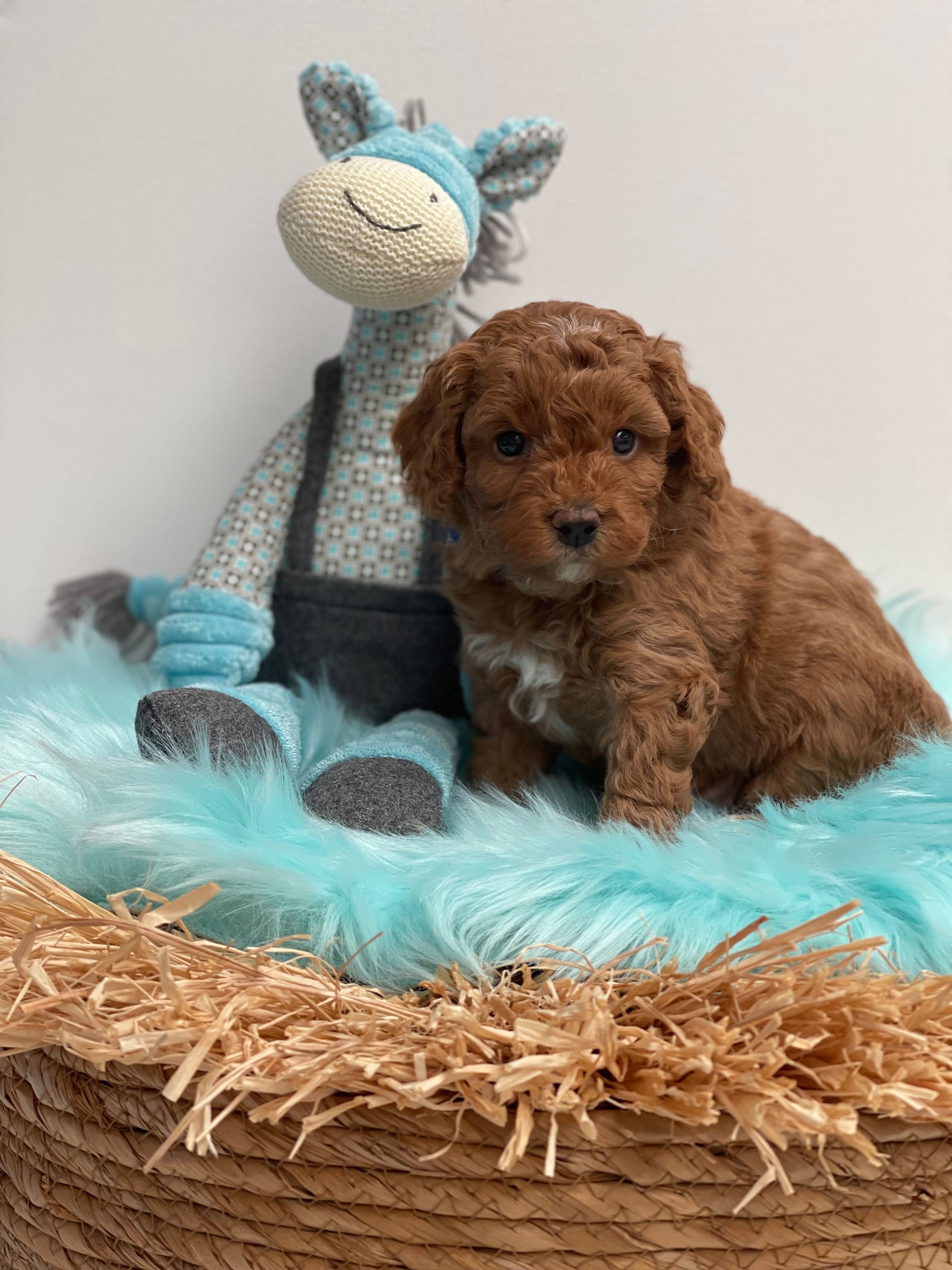 Cavoodle Puppies for Sale. Cavoodle for Sale. Teddy Bear Cavoodles is a Registered Ethical, Vet Audited Toy Cavoodle Dog Breeder in Sydney NSW RightPaw Verified