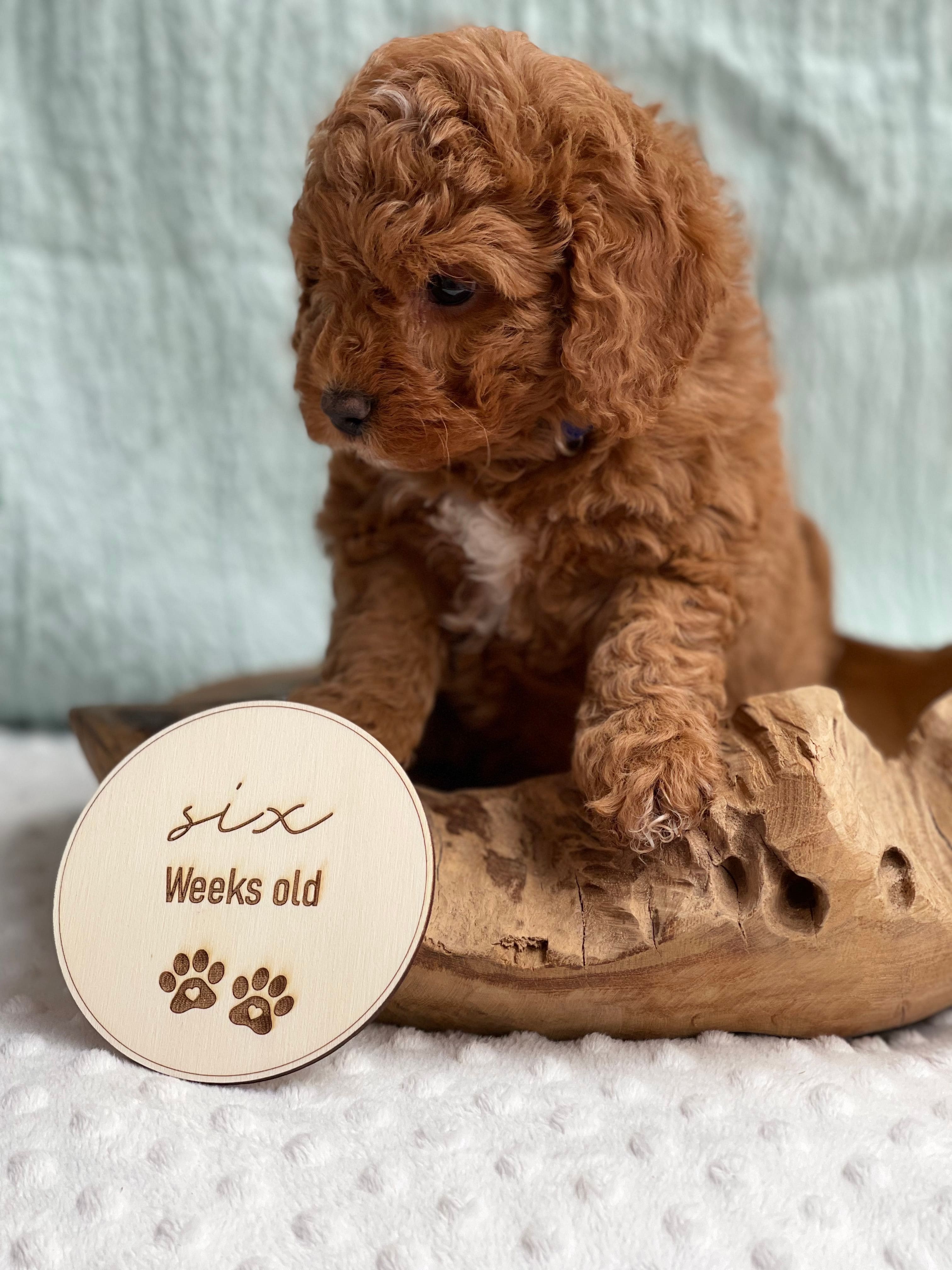 Cavoodle Puppies for Sale. Cavoodle for Sale. Teddy Bear Cavoodles is a Registered Ethical, Vet Audited Toy Cavoodle Dog Breeder in Sydney NSW RightPaw Verified
