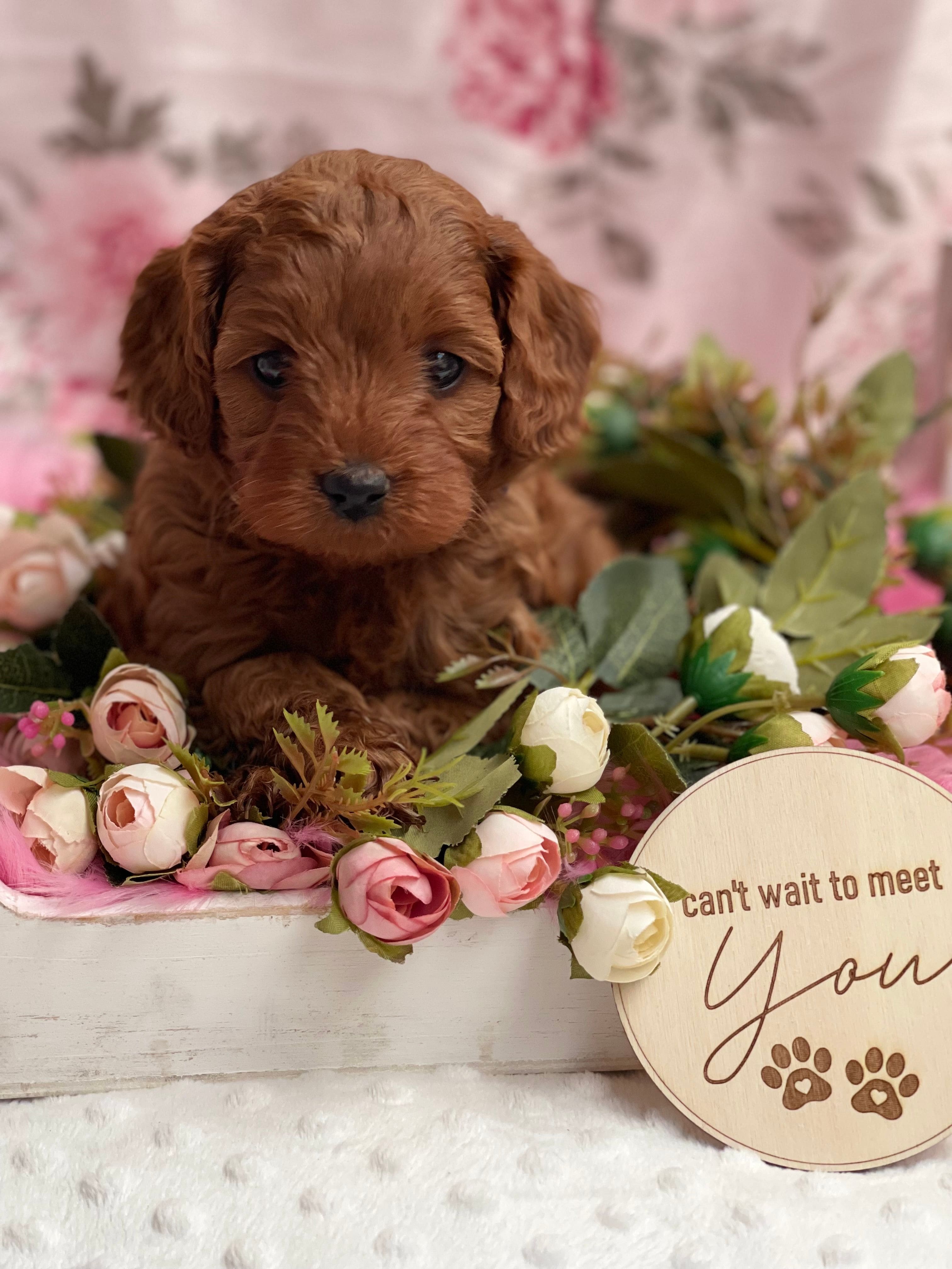 Cavoodle Puppies for Sale. Cavoodle for Sale. Teddy Bear Cavoodles is a Registered Ethical, Vet Audited Toy Cavoodle Dog Breeder in Sydney NSW RightPaw Verified