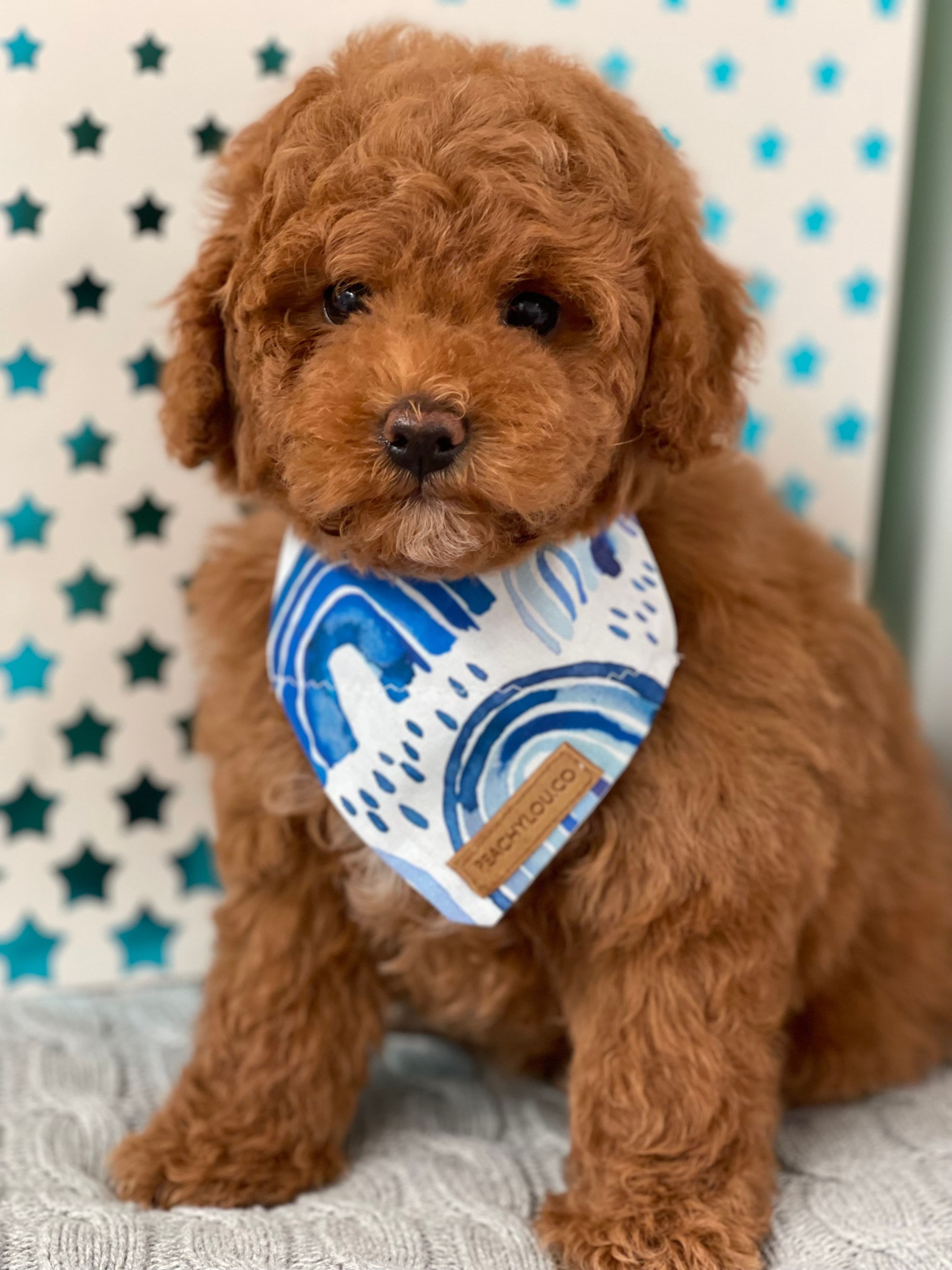 Cavoodle Puppies for Sale. Cavoodle for Sale. Teddy Bear Cavoodles is a Registered Ethical, Vet Audited Toy Cavoodle Dog Breeder in Sydney NSW RightPaw Verified