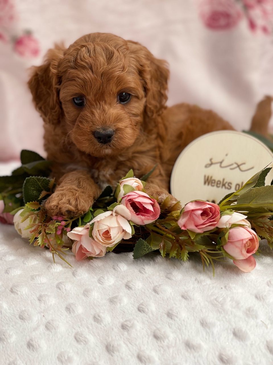 Cavoodle Puppies for Sale. Cavoodle for Sale. Teddy Bear Cavoodles is a Registered Ethical, Vet Audited Toy Cavoodle Dog Breeder in Sydney NSW RightPaw Verified
