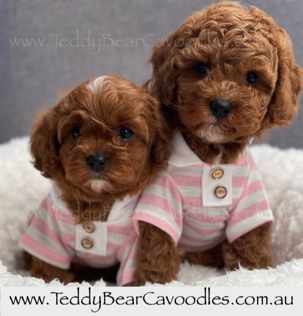 Cavoodle Puppies for Sale. Cavoodle for Sale. Teddy Bear Cavoodles is a Registered Ethical, Vet Audited Toy Cavoodle Dog Breeder in Sydney NSW RightPaw Verified