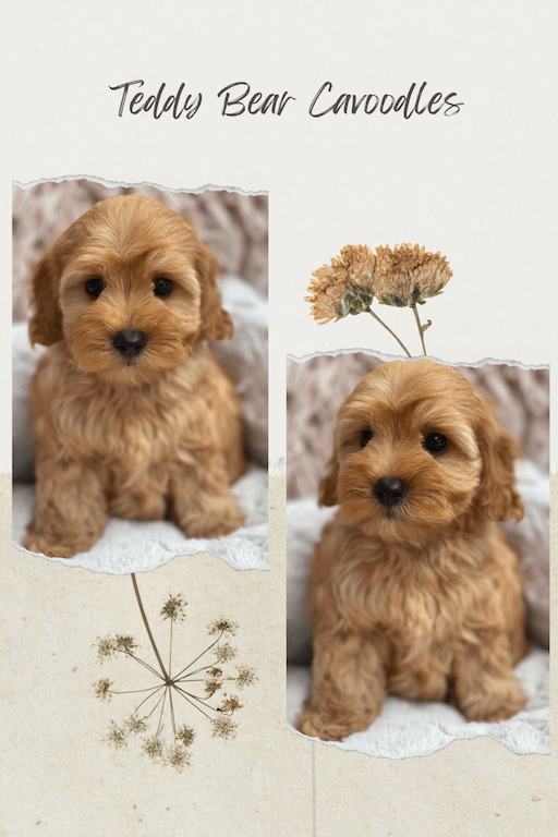 Cavoodle Puppies for Sale. Cavoodle for Sale. Teddy Bear Cavoodles is a Registered Ethical, Vet Audited Toy Cavoodle Dog Breeder in Sydney NSW RightPaw Verified