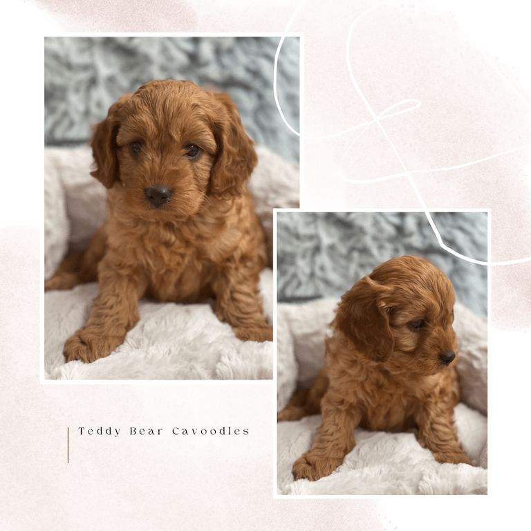 Cavoodle Puppies for Sale. Cavoodle for Sale. Teddy Bear Cavoodles is a Registered Ethical, Vet Audited Toy Cavoodle Dog Breeder in Sydney NSW RightPaw Verified