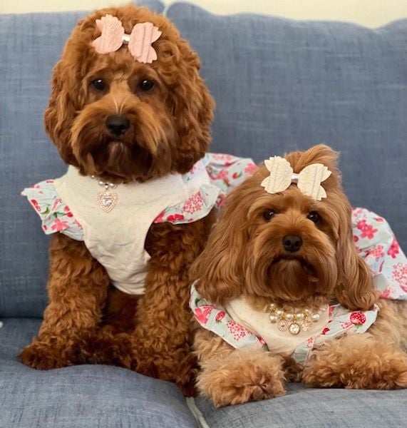 Cavoodle Puppies for Sale. Cavoodle for Sale. Teddy Bear Cavoodles is a Registered Ethical, Vet Audited Toy Cavoodle Dog Breeder in Sydney NSW RightPaw Verified
