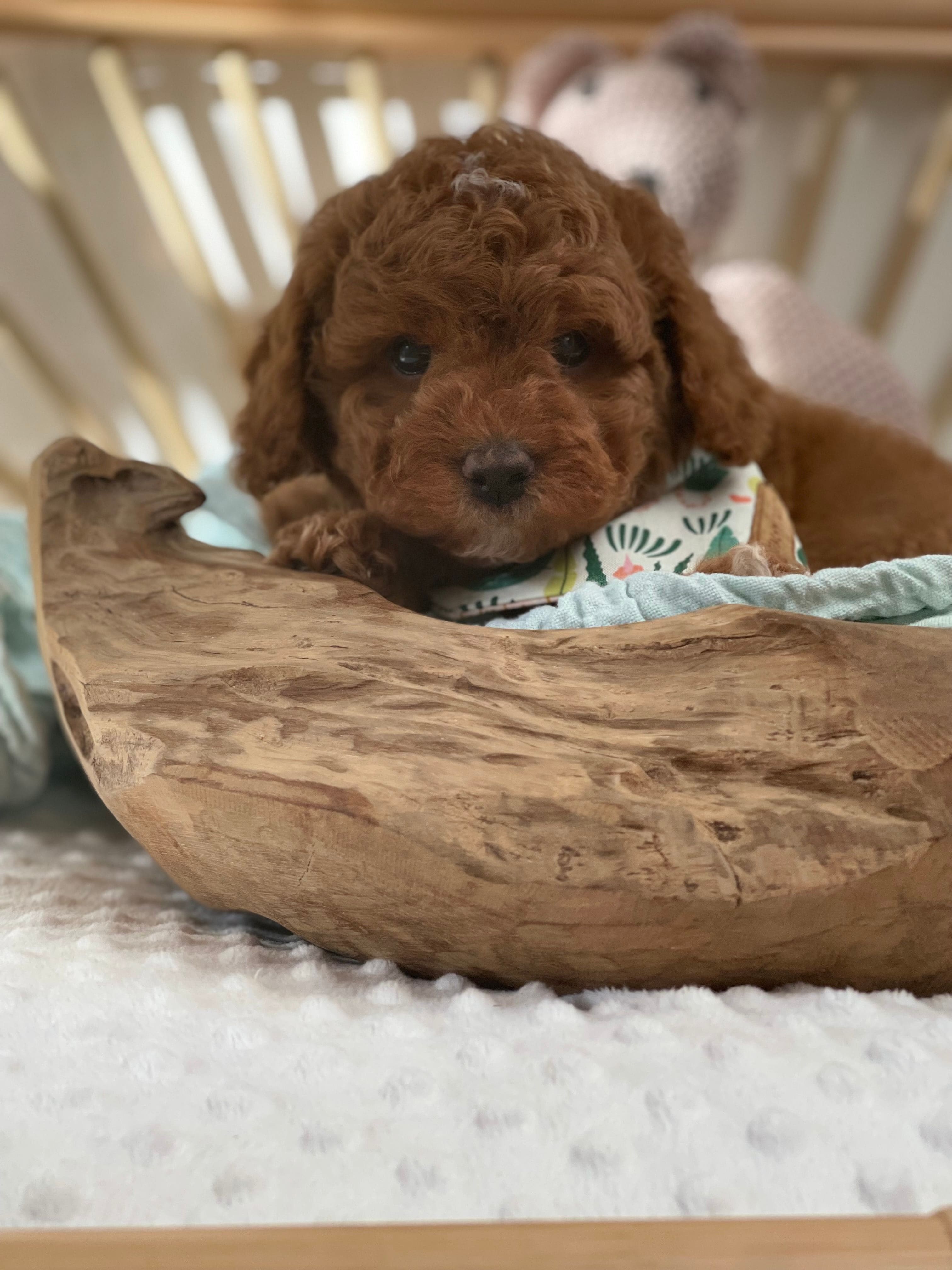 Cavoodle Puppies for Sale. Cavoodle for Sale. Teddy Bear Cavoodles is a Registered Ethical, Vet Audited Toy Cavoodle Dog Breeder in Sydney NSW RightPaw Verified