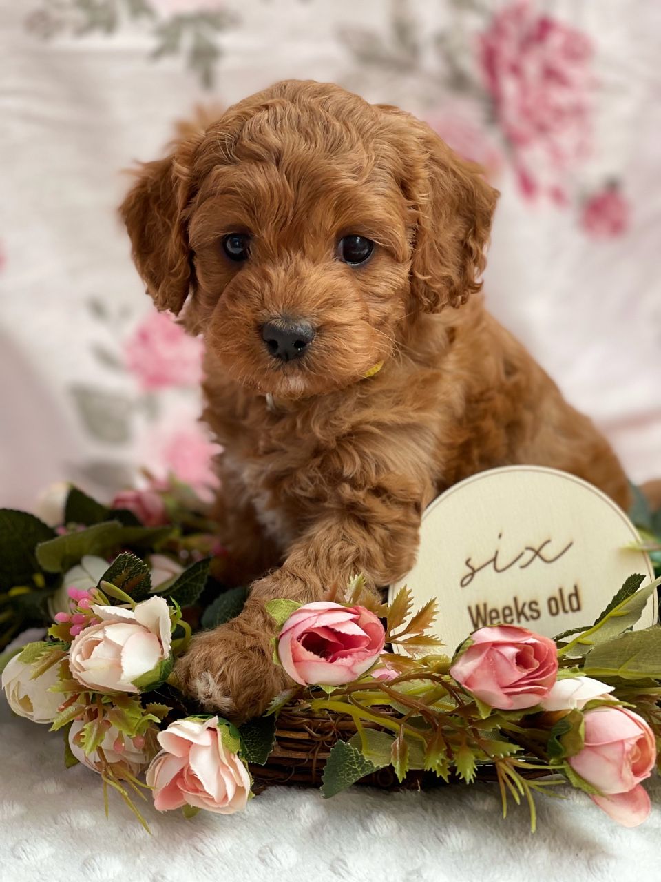 Cavoodle Puppies for Sale. Cavoodle for Sale. Teddy Bear Cavoodles is a Registered Ethical, Vet Audited Toy Cavoodle Dog Breeder in Sydney NSW RightPaw Verified
