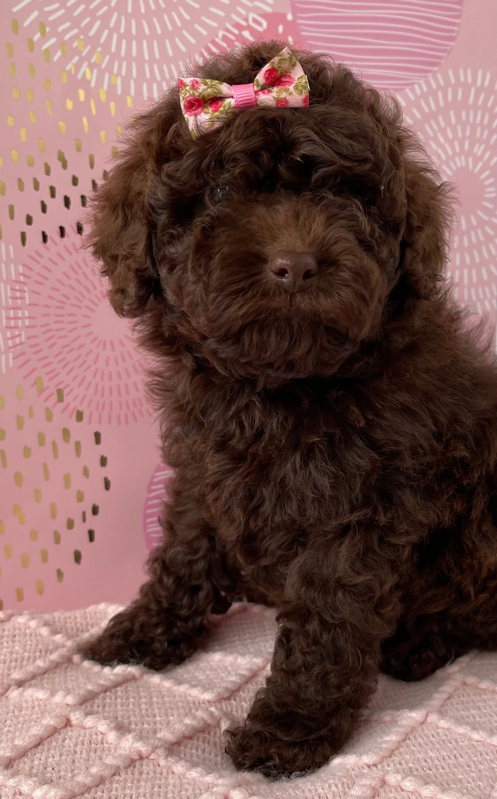 Cavoodle Puppies for Sale. Cavoodle for Sale. Teddy Bear Cavoodles is a Registered Ethical, Vet Audited Toy Cavoodle Dog Breeder in Sydney NSW RightPaw Verified