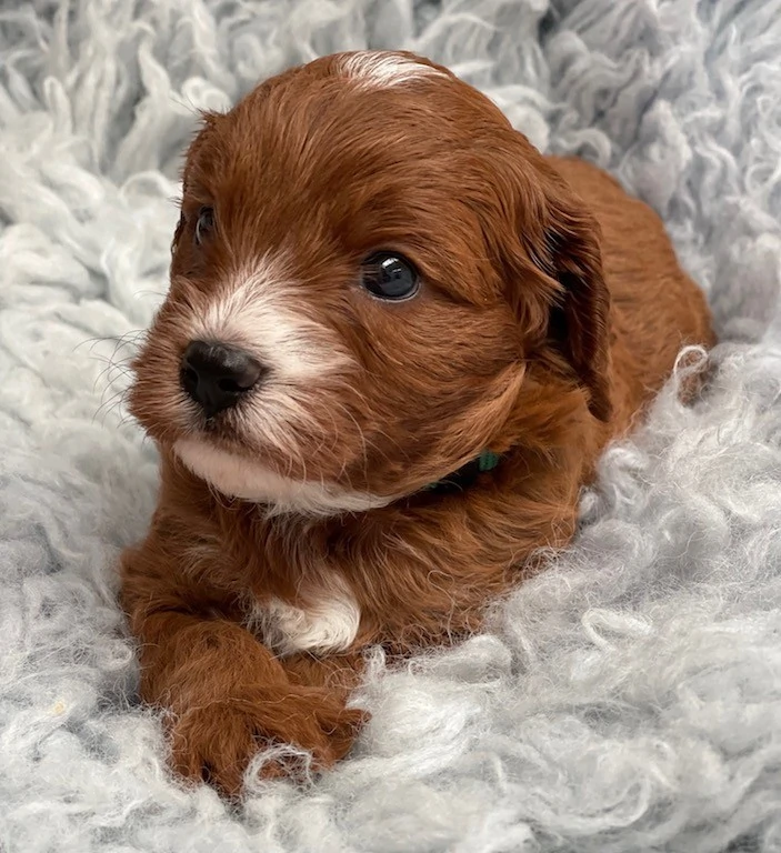 Cavoodle Puppies for Sale. Cavoodle for Sale. Teddy Bear Cavoodles is a Registered Ethical, Vet Audited Toy Cavoodle Dog Breeder in Sydney NSW RightPaw Verified