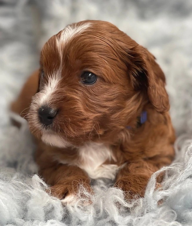 Cavoodle Puppies for Sale. Cavoodle for Sale. Teddy Bear Cavoodles is a Registered Ethical, Vet Audited Toy Cavoodle Dog Breeder in Sydney NSW RightPaw Verified