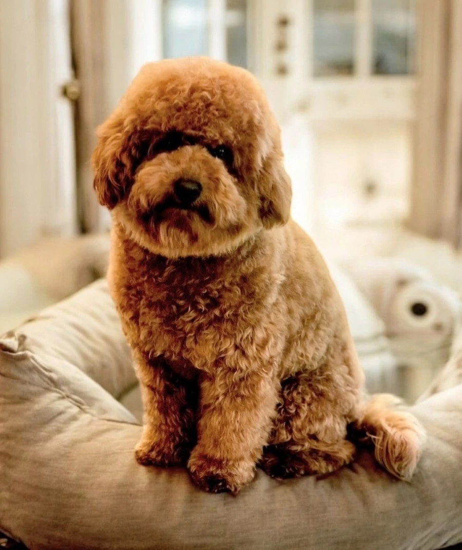 Cavoodle Puppies for Sale. Cavoodle for Sale. Teddy Bear Cavoodles is a Registered Ethical, Vet Audited Toy Cavoodle Dog Breeder in Sydney NSW RightPaw Verified