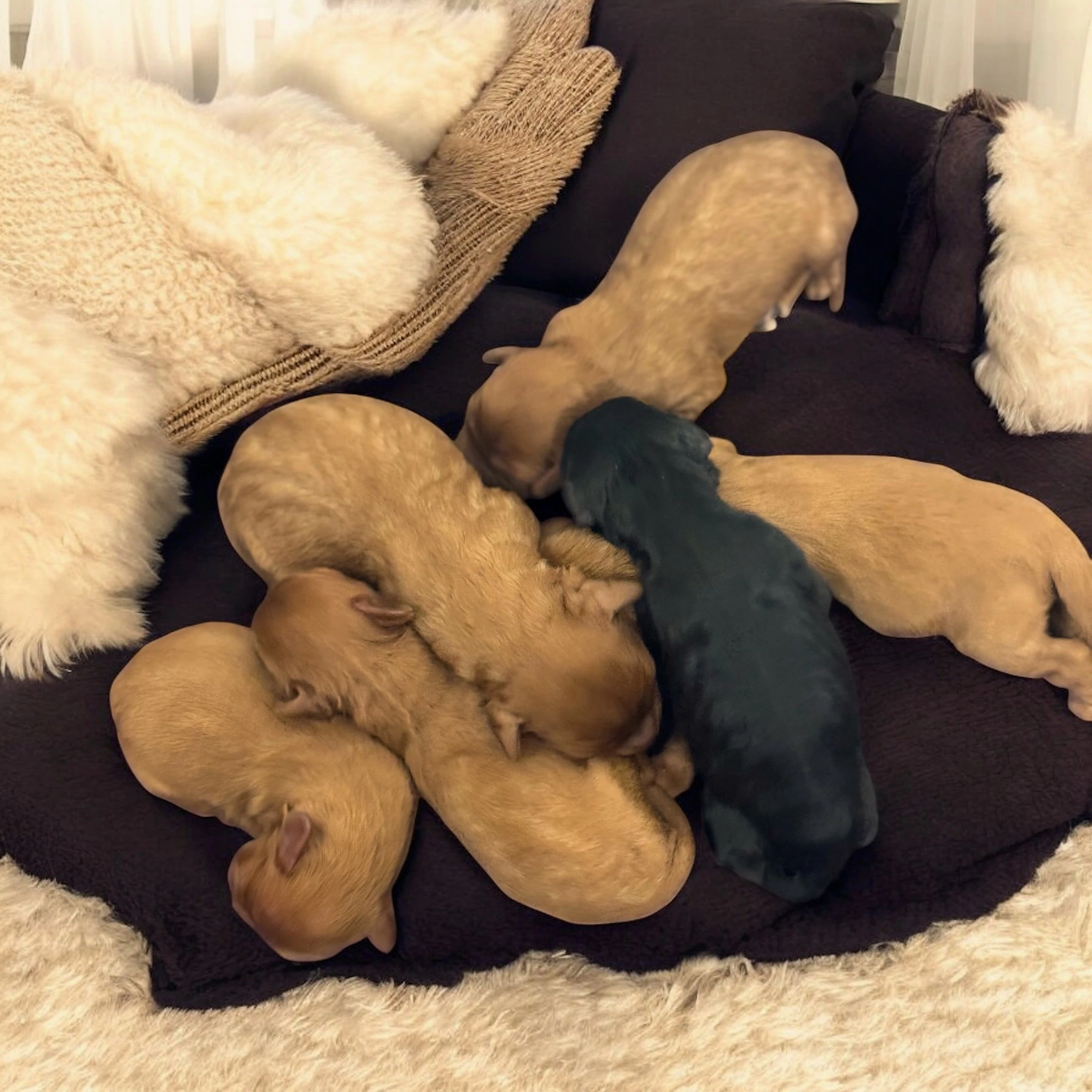 Cavoodle Puppies for Sale. Cavoodle for Sale. Teddy Bear Cavoodles is a Registered Ethical, Vet Audited Toy Cavoodle Dog Breeder in Sydney NSW RightPaw Verified