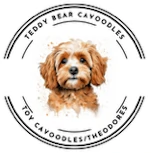 Cavoodle Puppies for Sale. Cavoodle for Sale. Teddy Bear Cavoodles is a Registered Ethical, Vet Audited Toy Cavoodle Dog Breeder in Sydney NSW RightPaw Verified